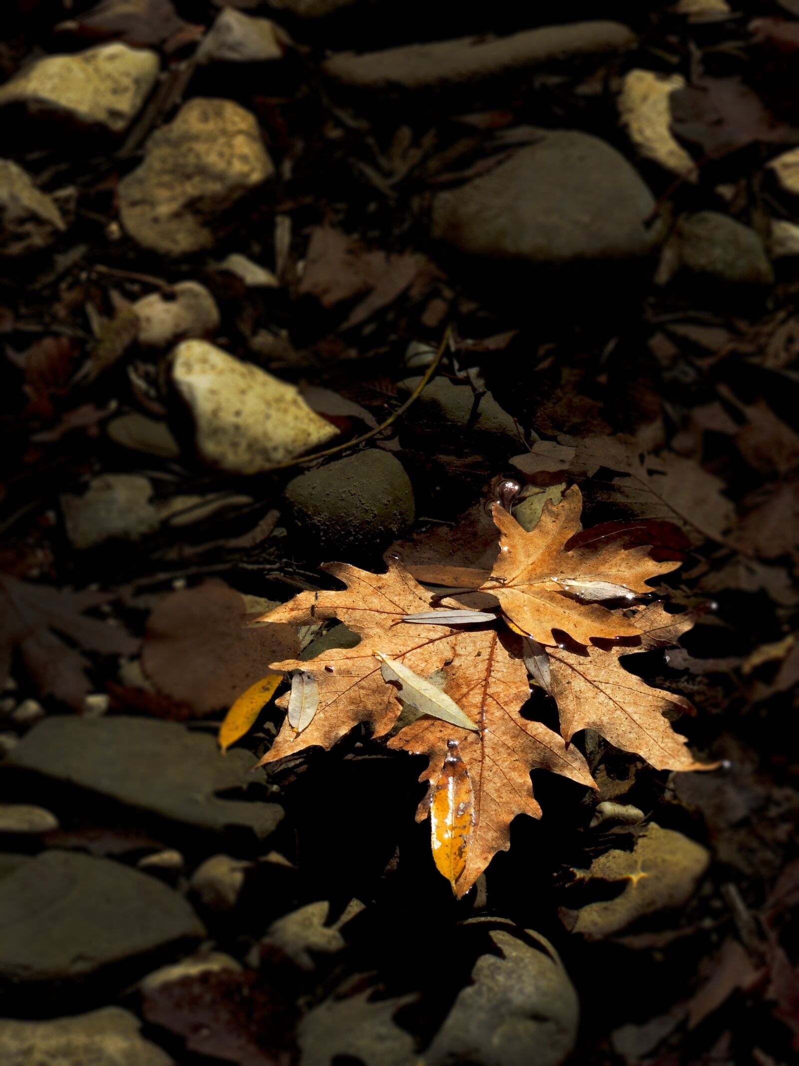 Nikon Coolpix P7800 sample photo. Autumn, colours, leaf photography