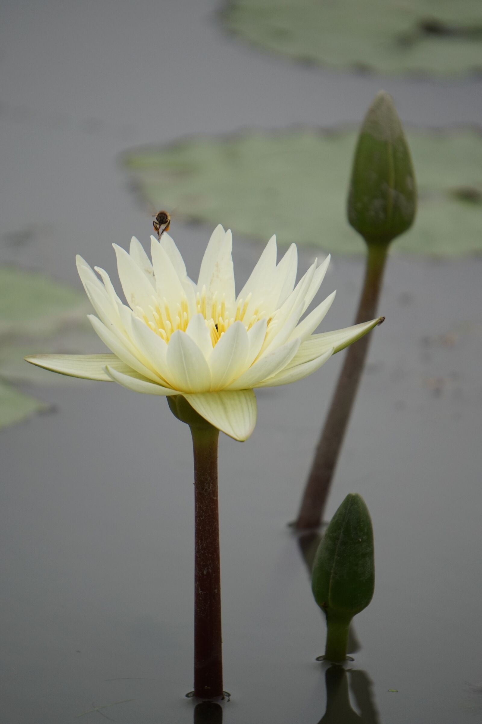 Sony Alpha a5000 (ILCE 5000) + Sony E 55-210mm F4.5-6.3 OSS sample photo. Lotus, summer, flowers photography