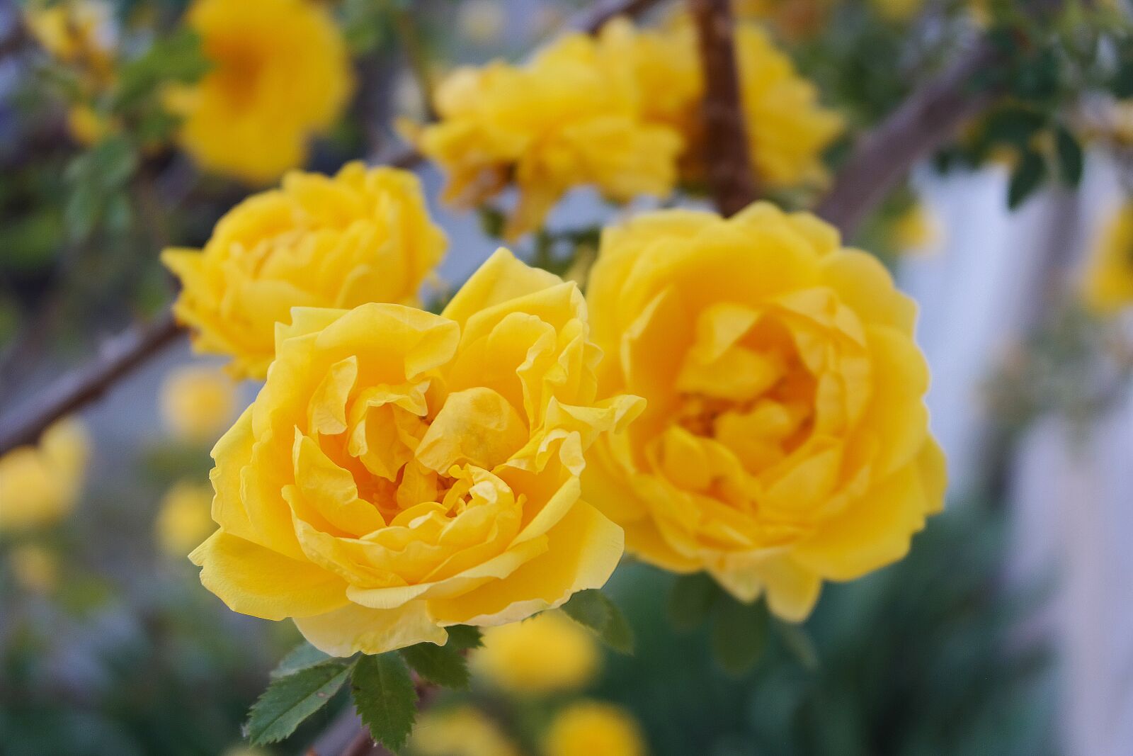Samsung NX300 sample photo. Roses, yellow, aroma photography