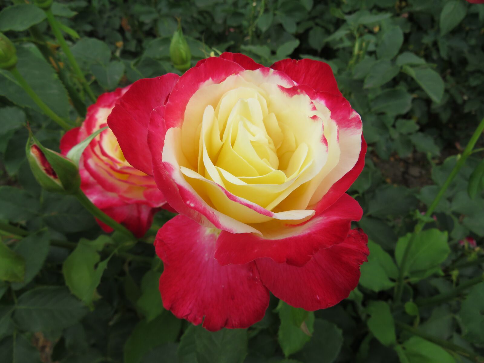 Canon PowerShot SX540 HS sample photo. Rose, flower, beautiful rose photography