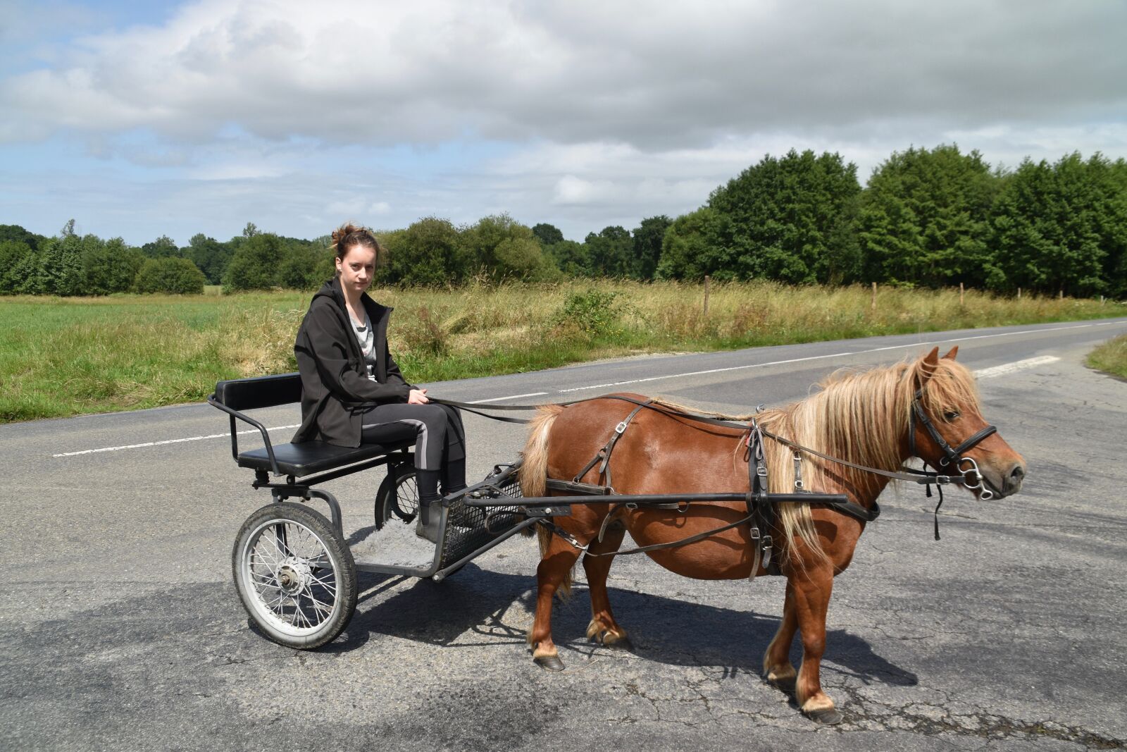 Nikon D5600 sample photo. Carriage, shetland pony, walk photography