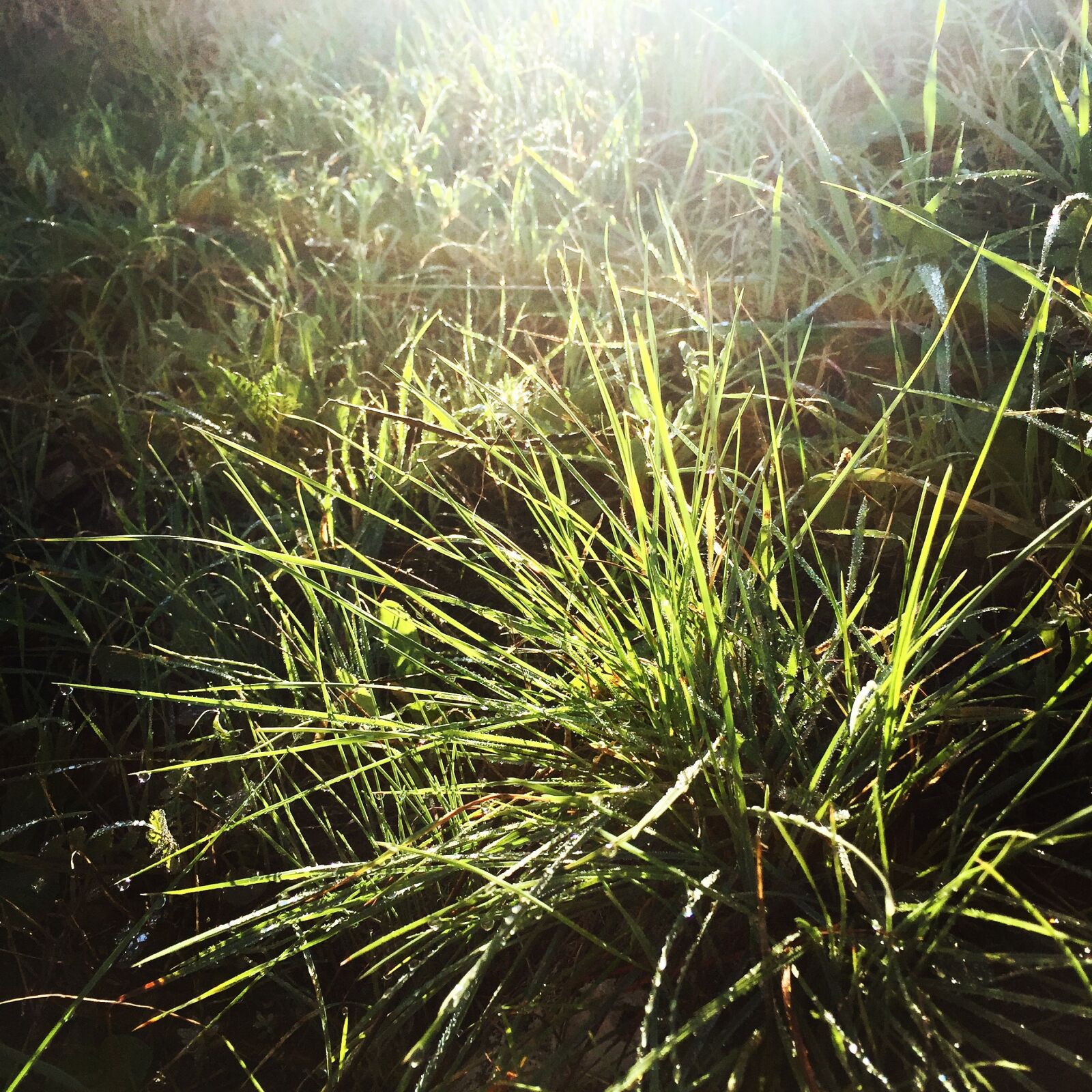 Apple iPhone 6 sample photo. Grass, green, plants photography