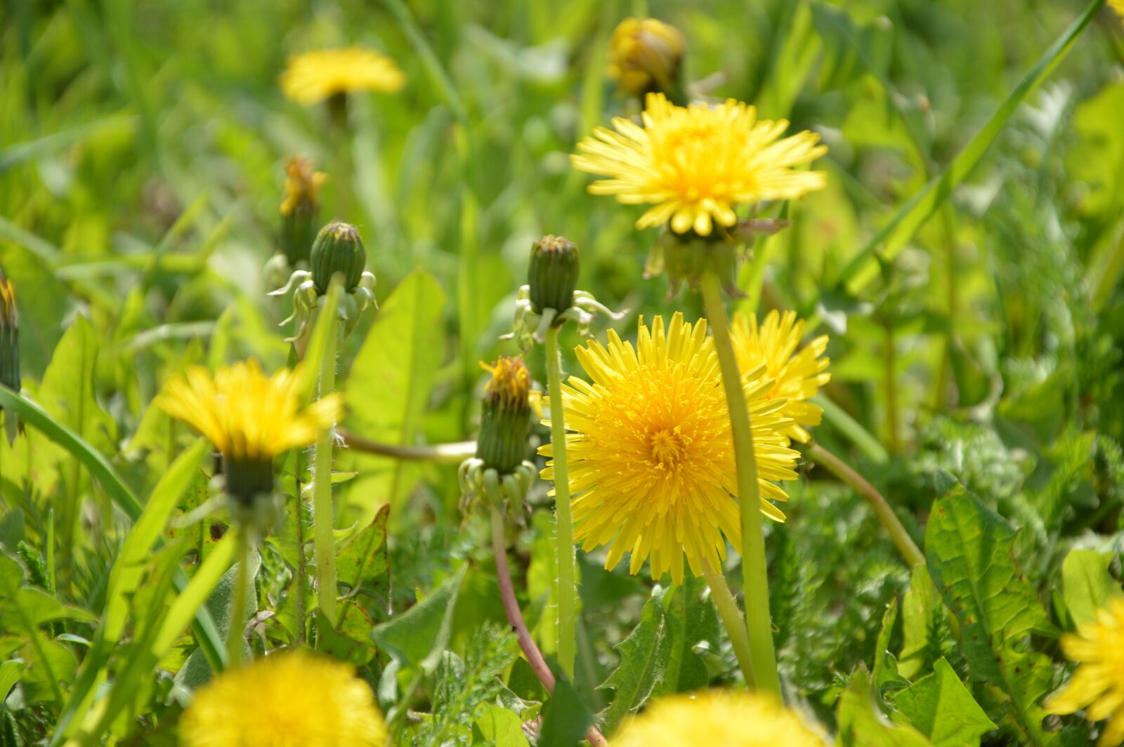 Nikon D3200 sample photo. Flower, dandelion, flora photography