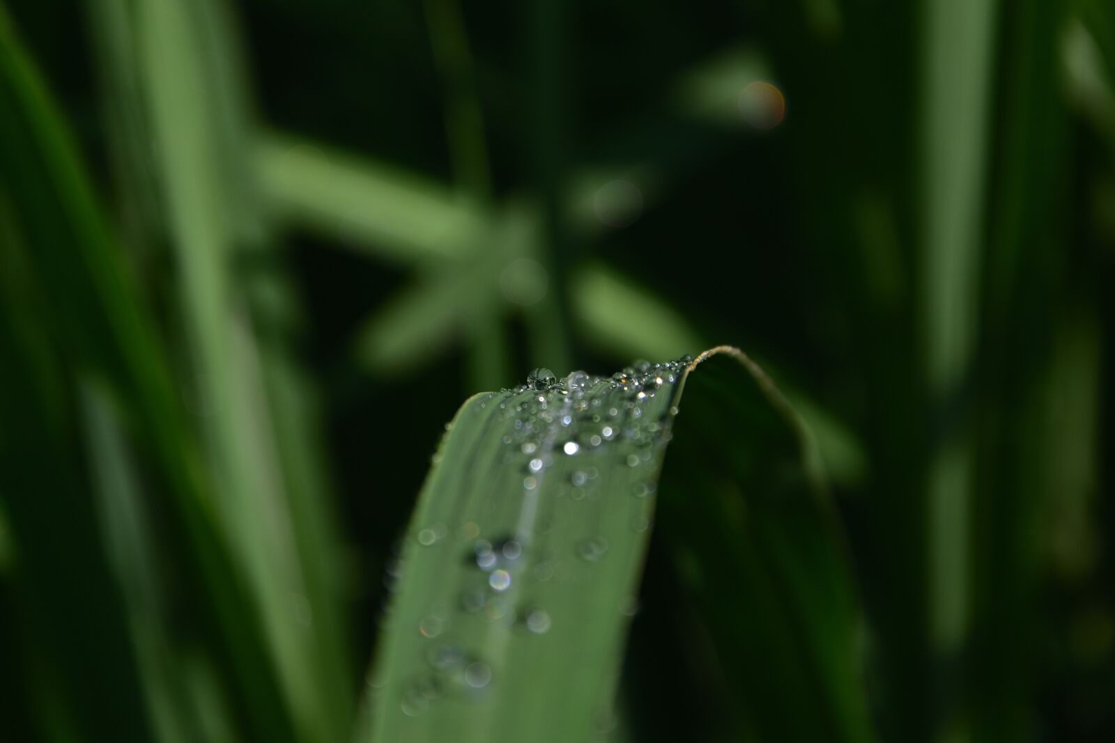 Nikon D3400 sample photo. Drops, sheet, bamboo photography