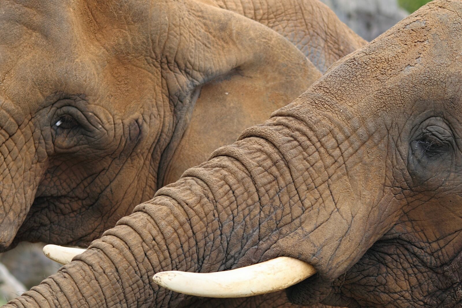 Canon EOS 500D (EOS Rebel T1i / EOS Kiss X3) sample photo. Elephants, trunks, big photography