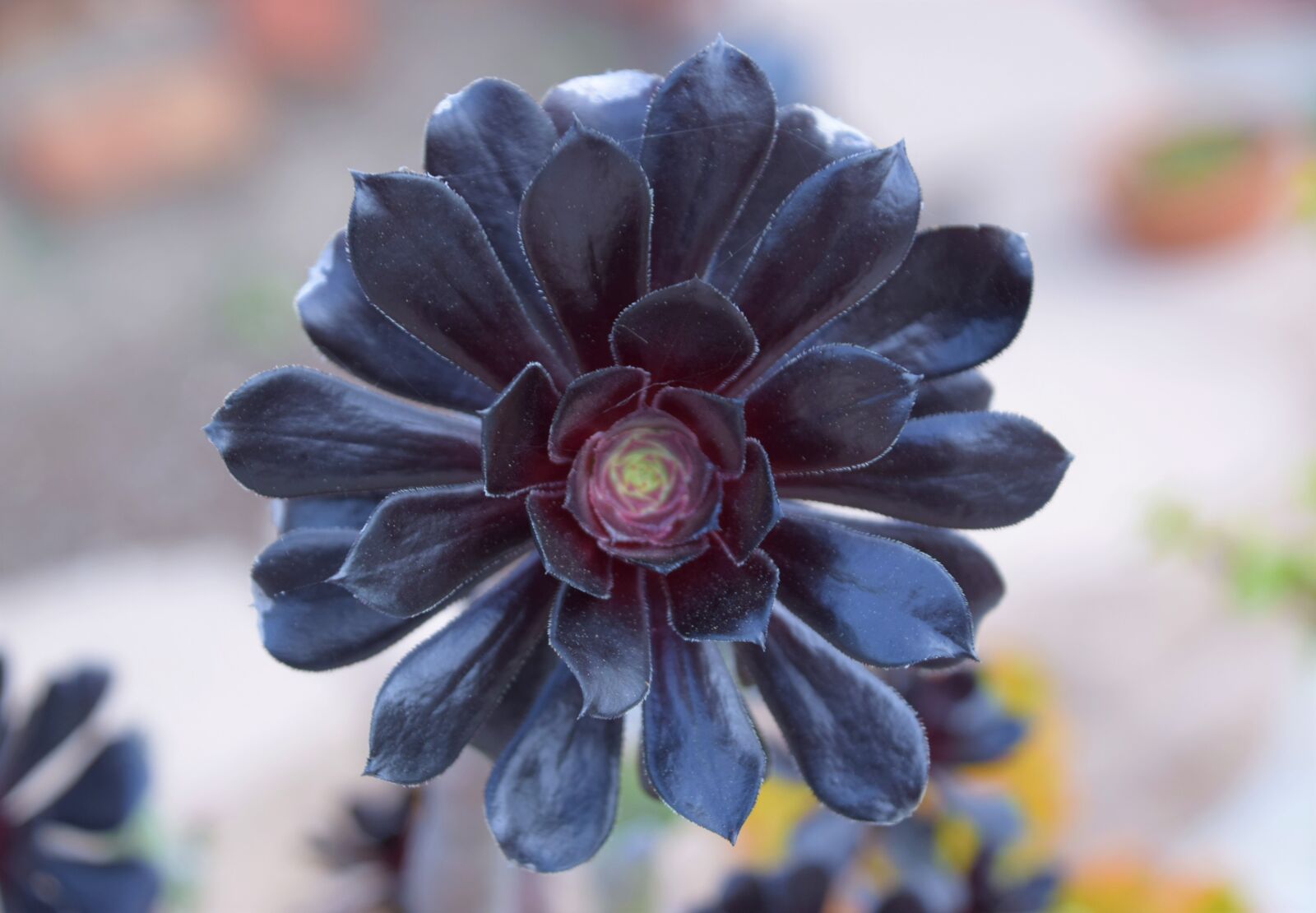 Nikon D3300 sample photo. Blooms, black, succulents photography