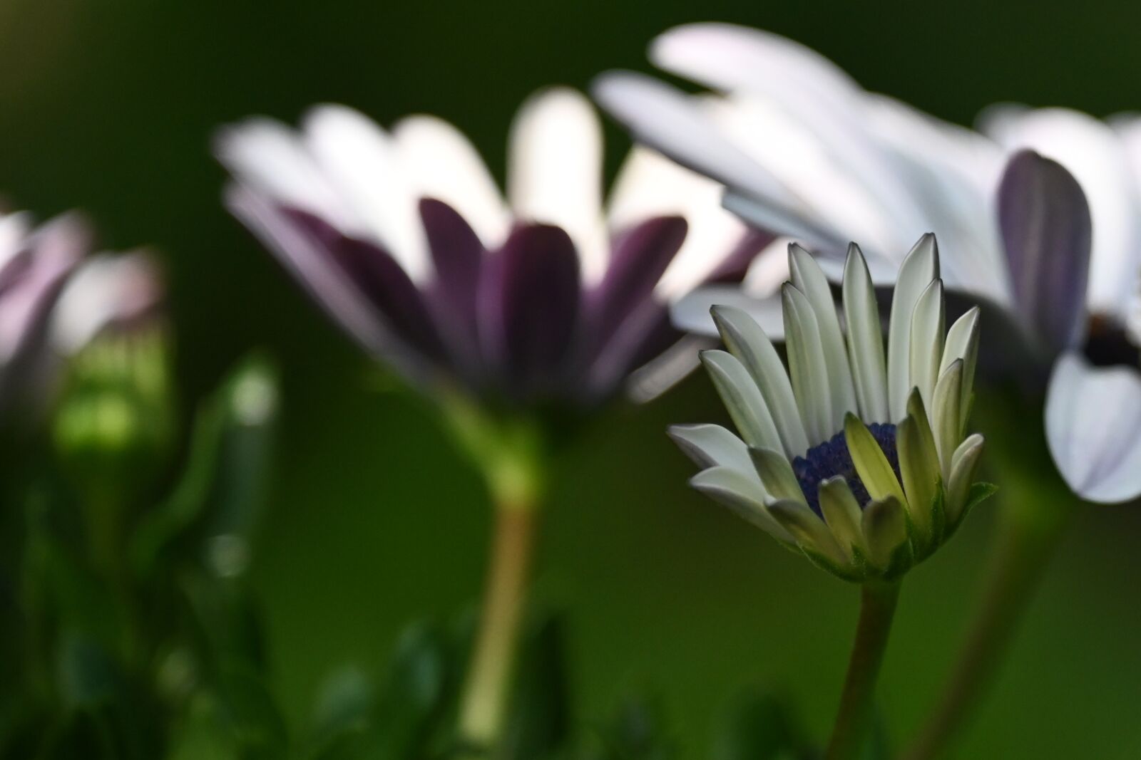 Nikon Z6 sample photo. Marguerite, flower, blossom photography