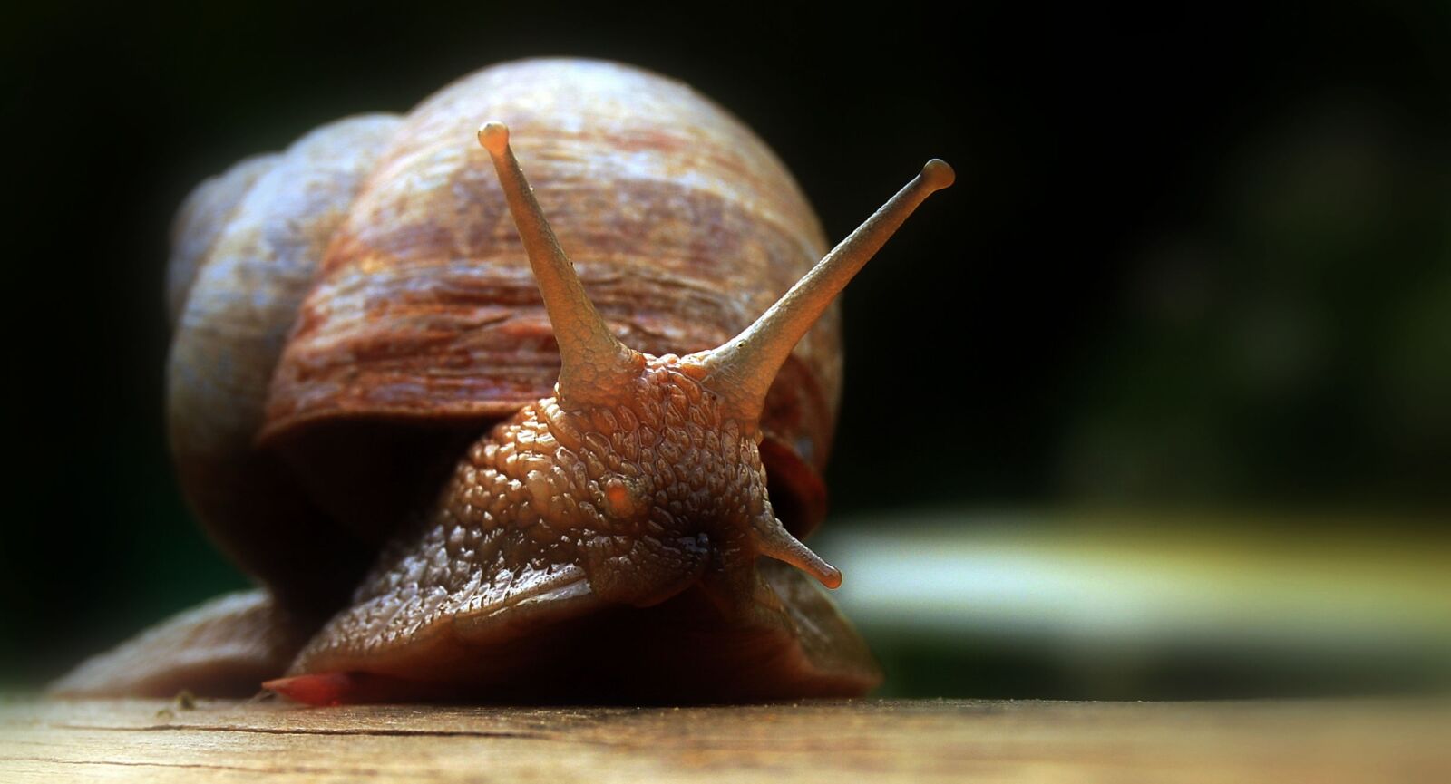 Nikon D40X sample photo. Eye, snail, slowly photography