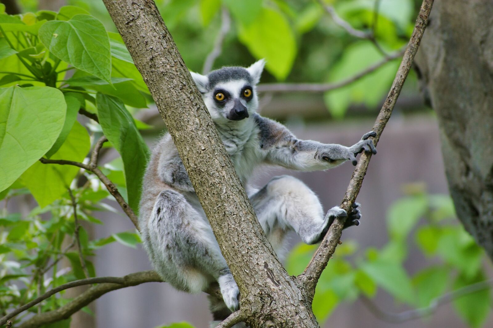 Pentax *ist DL sample photo. Lemur, ring tailed lemur photography