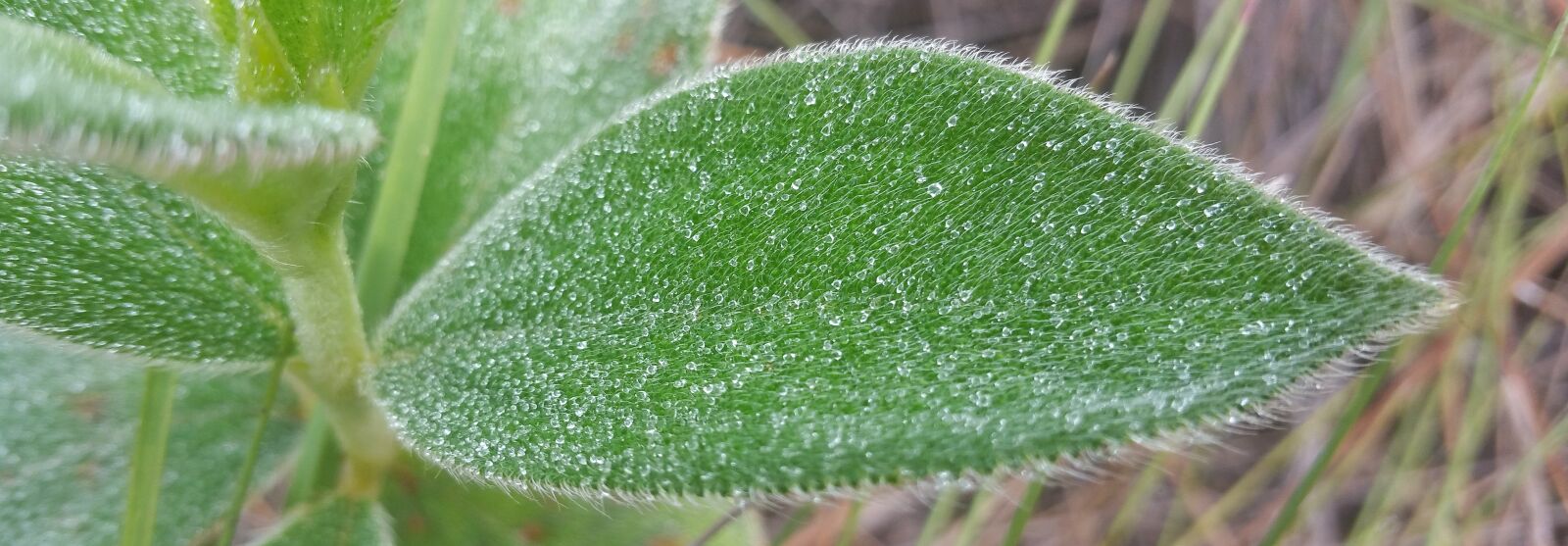 Samsung Galaxy Note4 sample photo. Leaf, dew, flora photography