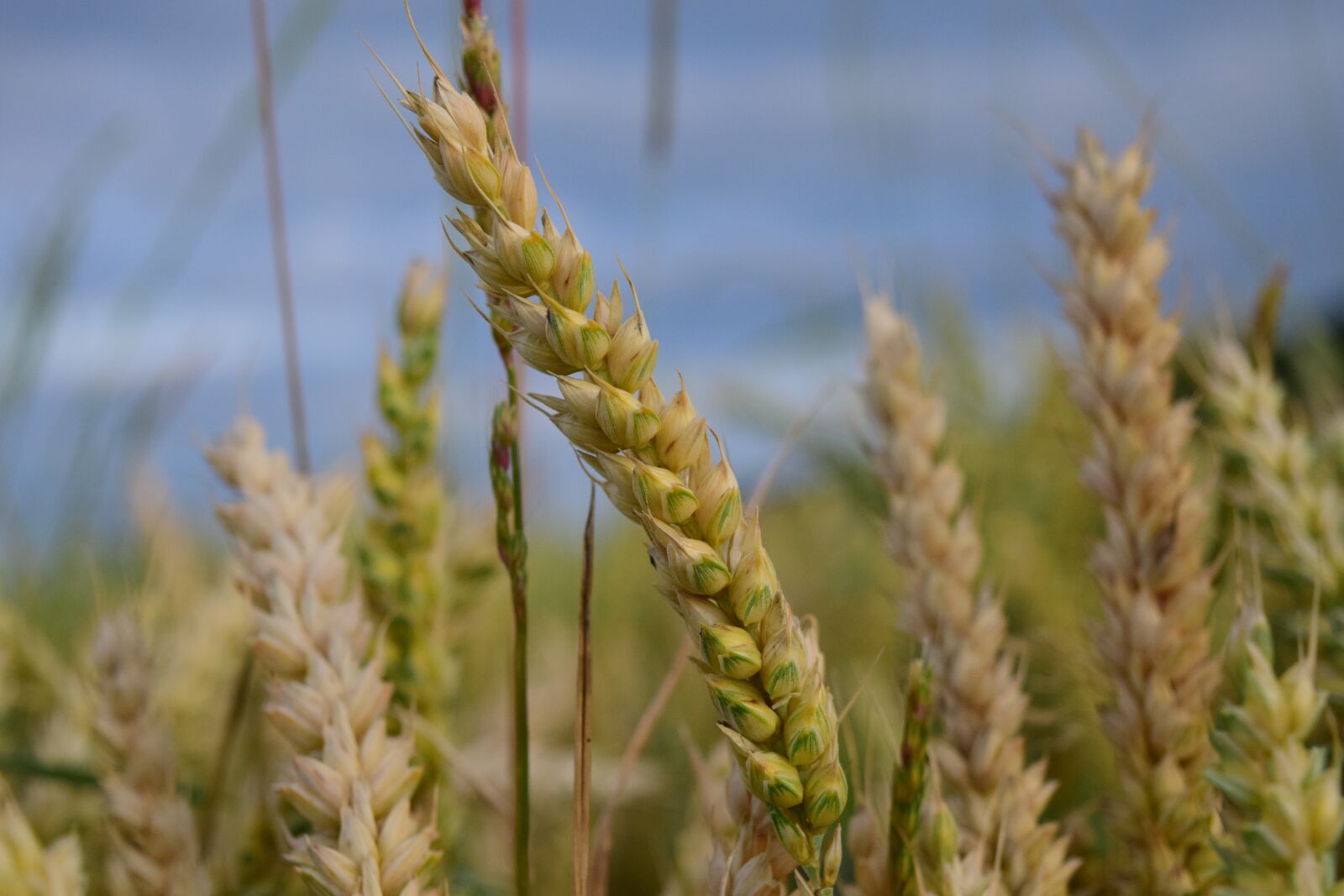 Nikon D3300 sample photo. Wheat, wheat field, cereals photography
