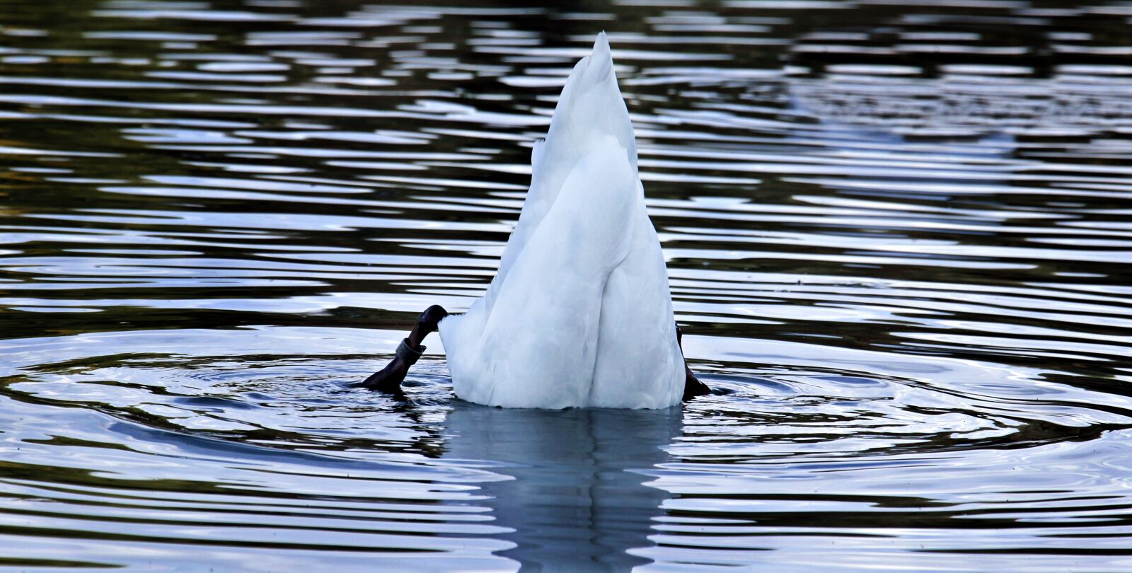 Canon EOS 100D (EOS Rebel SL1 / EOS Kiss X7) sample photo. Swan, bird, water photography