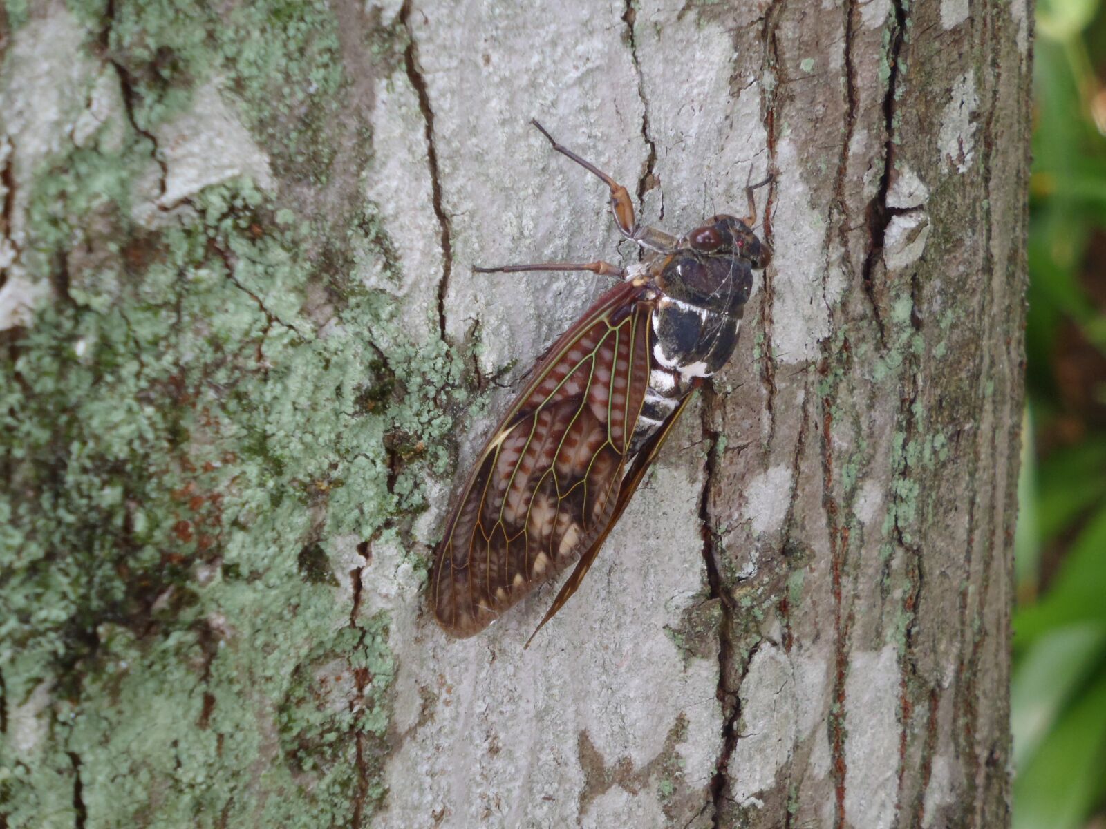 Olympus uTough-6020 sample photo. Cicada, short-lived, intense heat photography