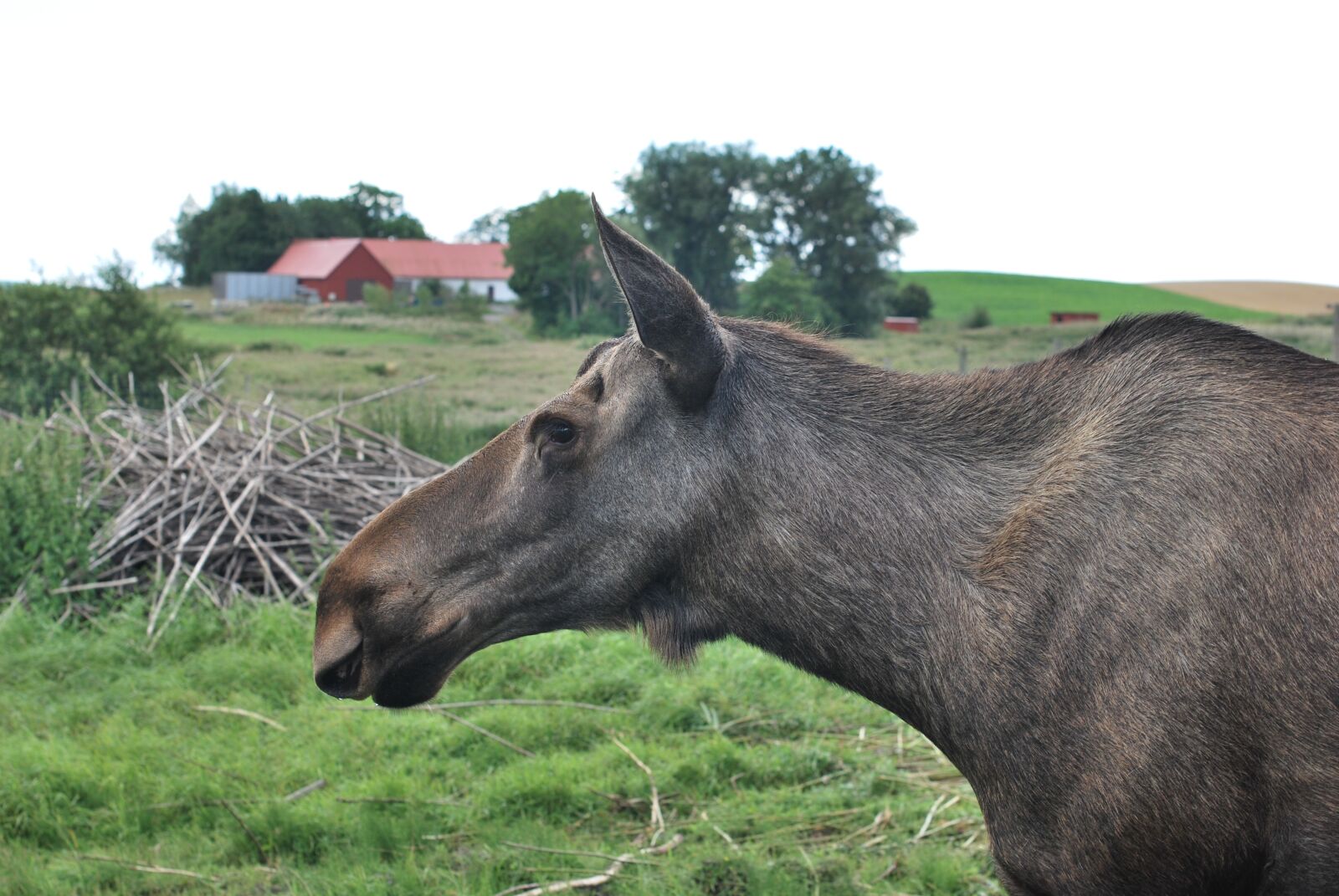 Nikon D60 sample photo. Moose, animal, wildlife photography