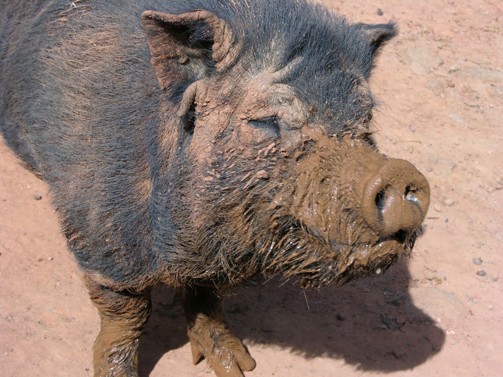 Nikon E8700 sample photo. Muddy, pig, farm photography
