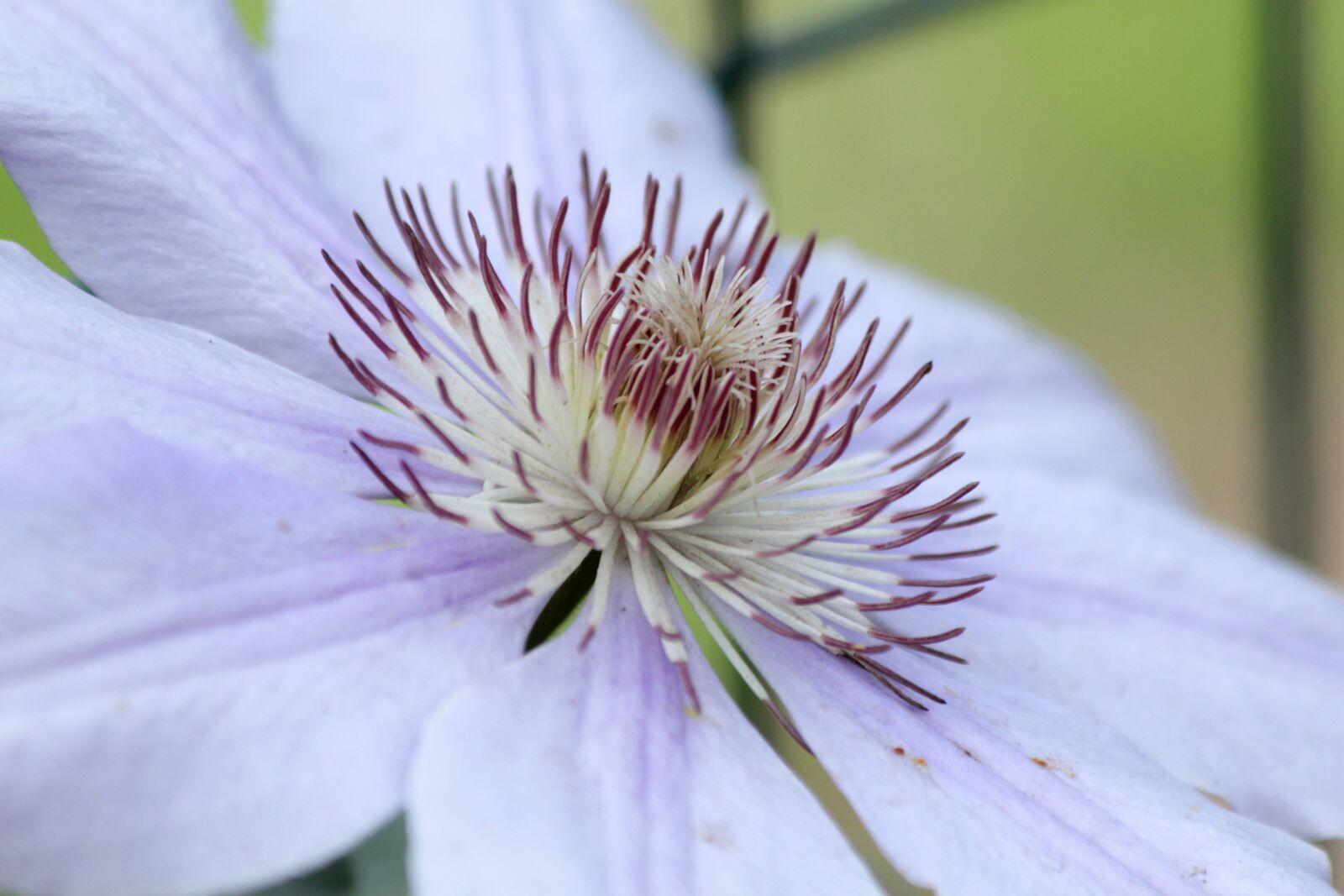 Canon EOS 650D (EOS Rebel T4i / EOS Kiss X6i) sample photo. Clematis, flower, plant photography