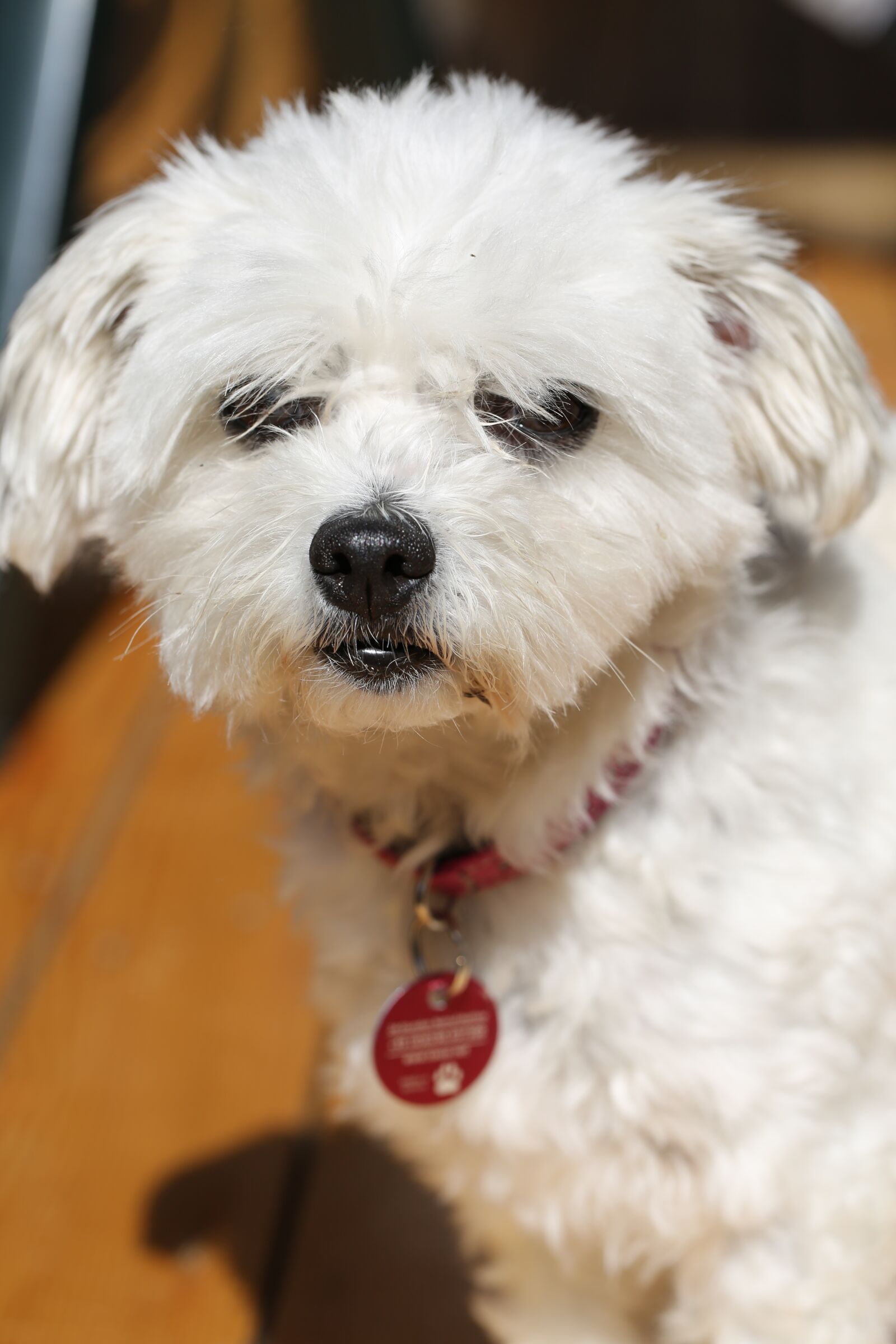 Canon EF 100mm F2.8L Macro IS USM sample photo. Dog, white, pet photography