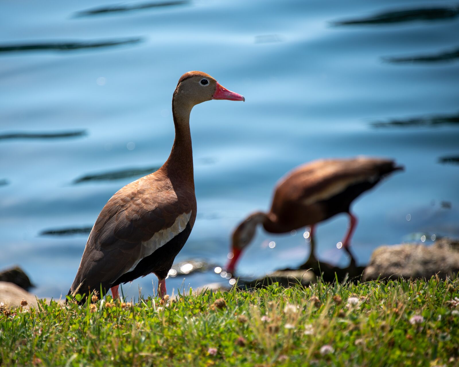 Nikon D850 sample photo. Ducks, black-bellied whistling duck photography