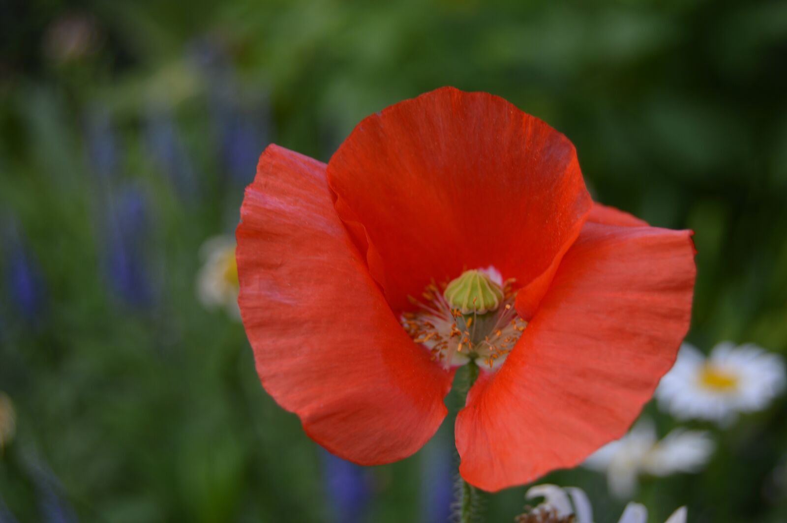 Nikon D3200 sample photo. Red flower, flower, nature photography