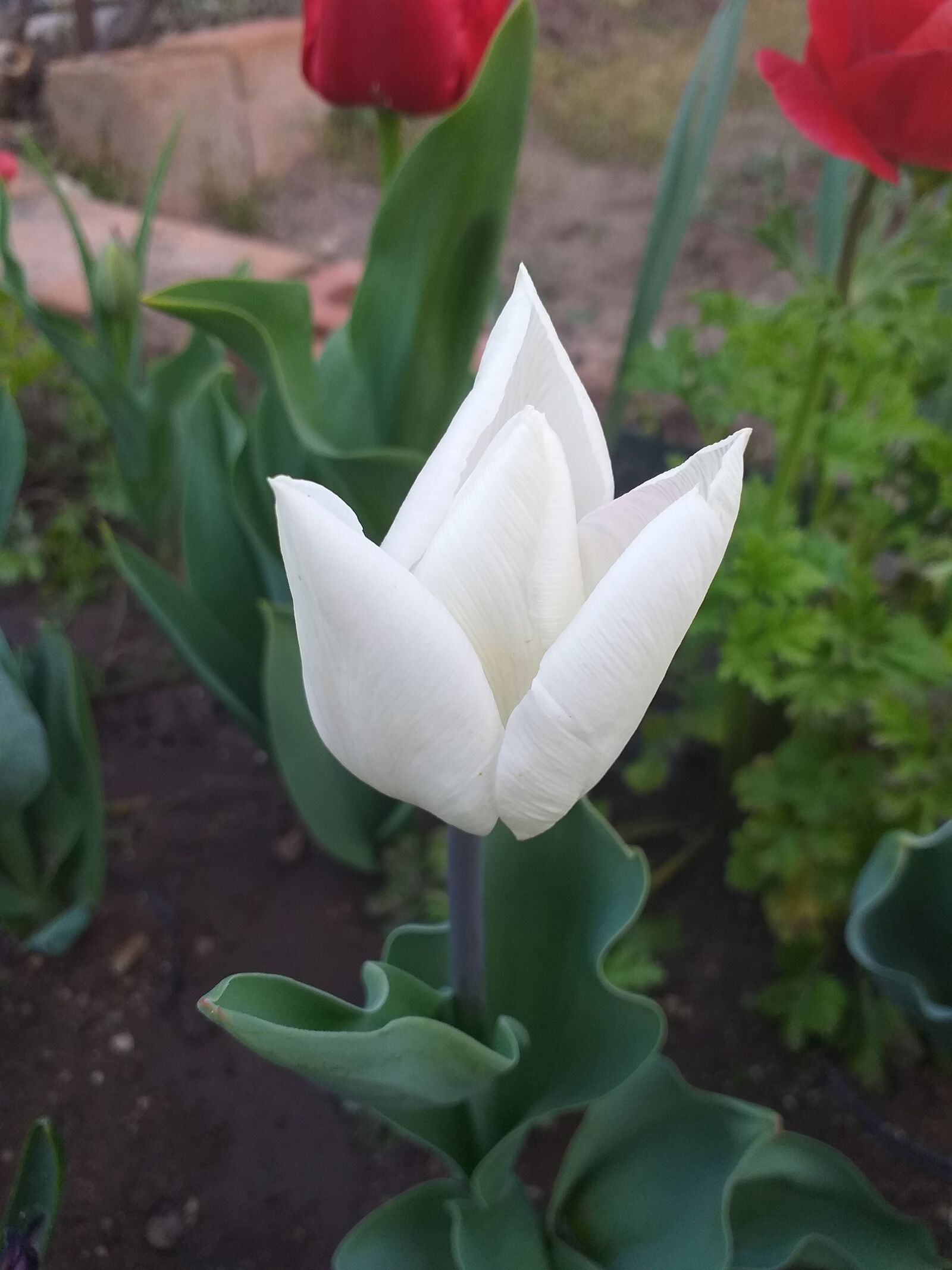 Samsung Galaxy J6+ sample photo. Tulip, flower, spring photography
