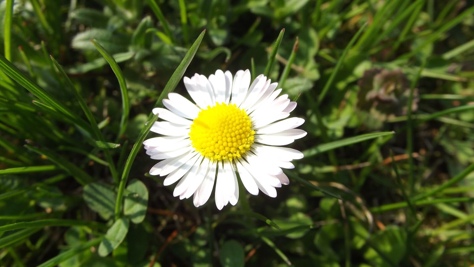 FujiFilm FinePix S2950 (FinePix S2990) sample photo. Daisy, flower, flowers photography