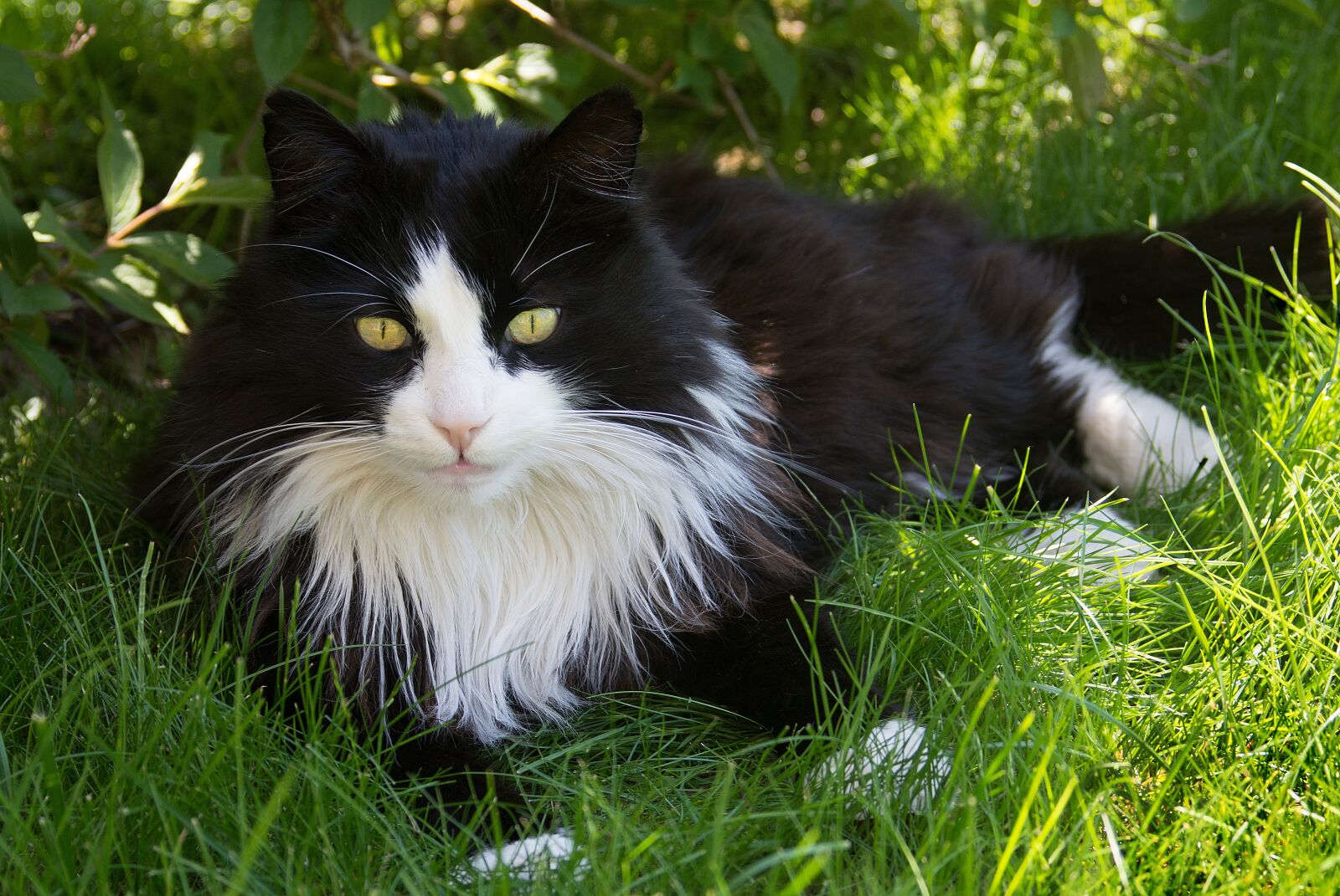 Nikon D7200 sample photo. Cat, german longhaired pointer photography