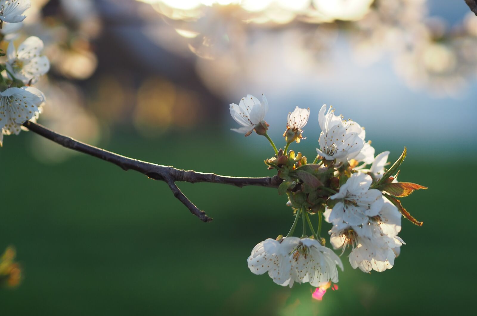 Olympus OM-D E-M10 III sample photo. Spring, rays of the photography