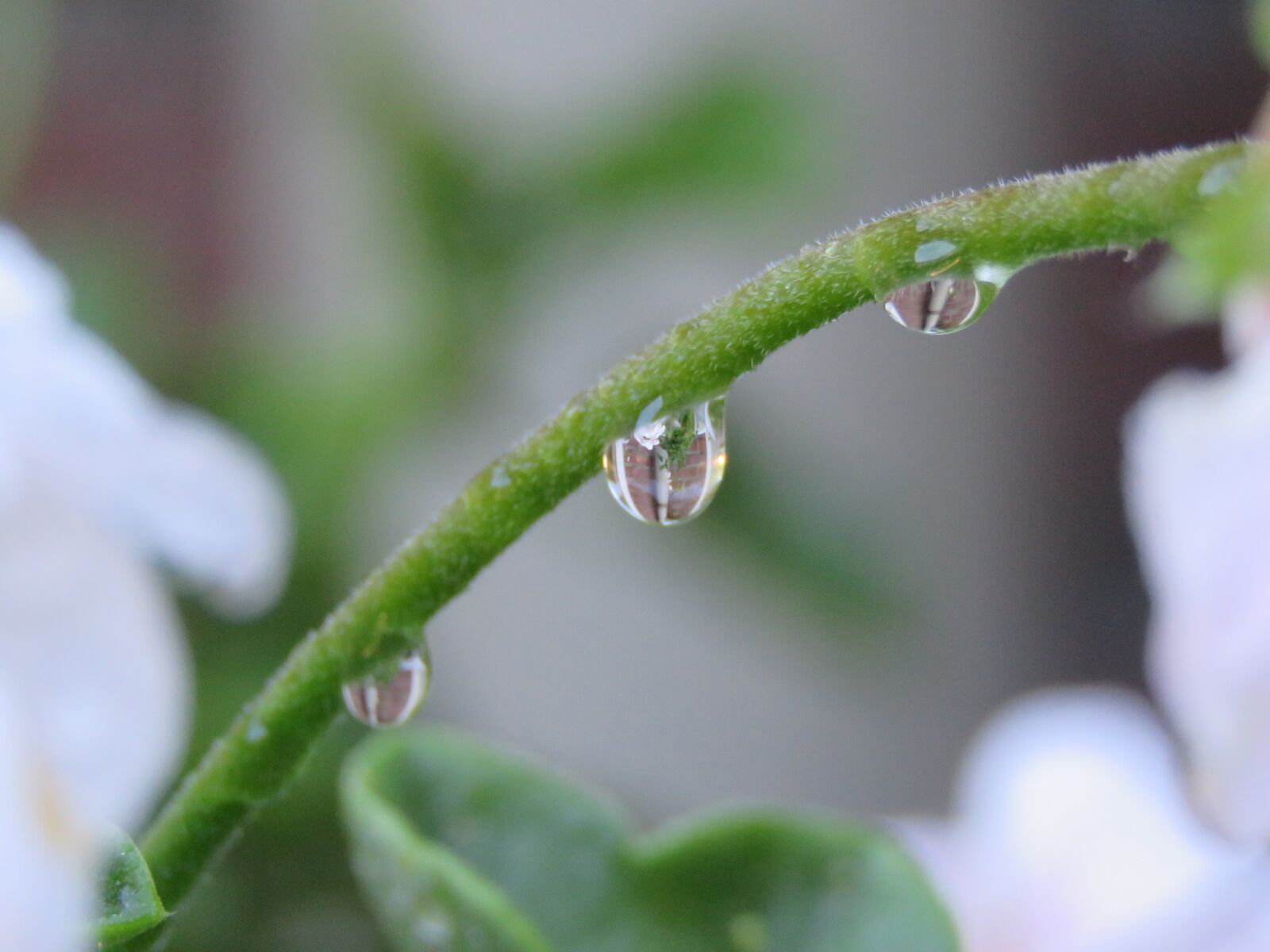 Canon PowerShot SX60 HS sample photo. Drops, branch, simplicity photography