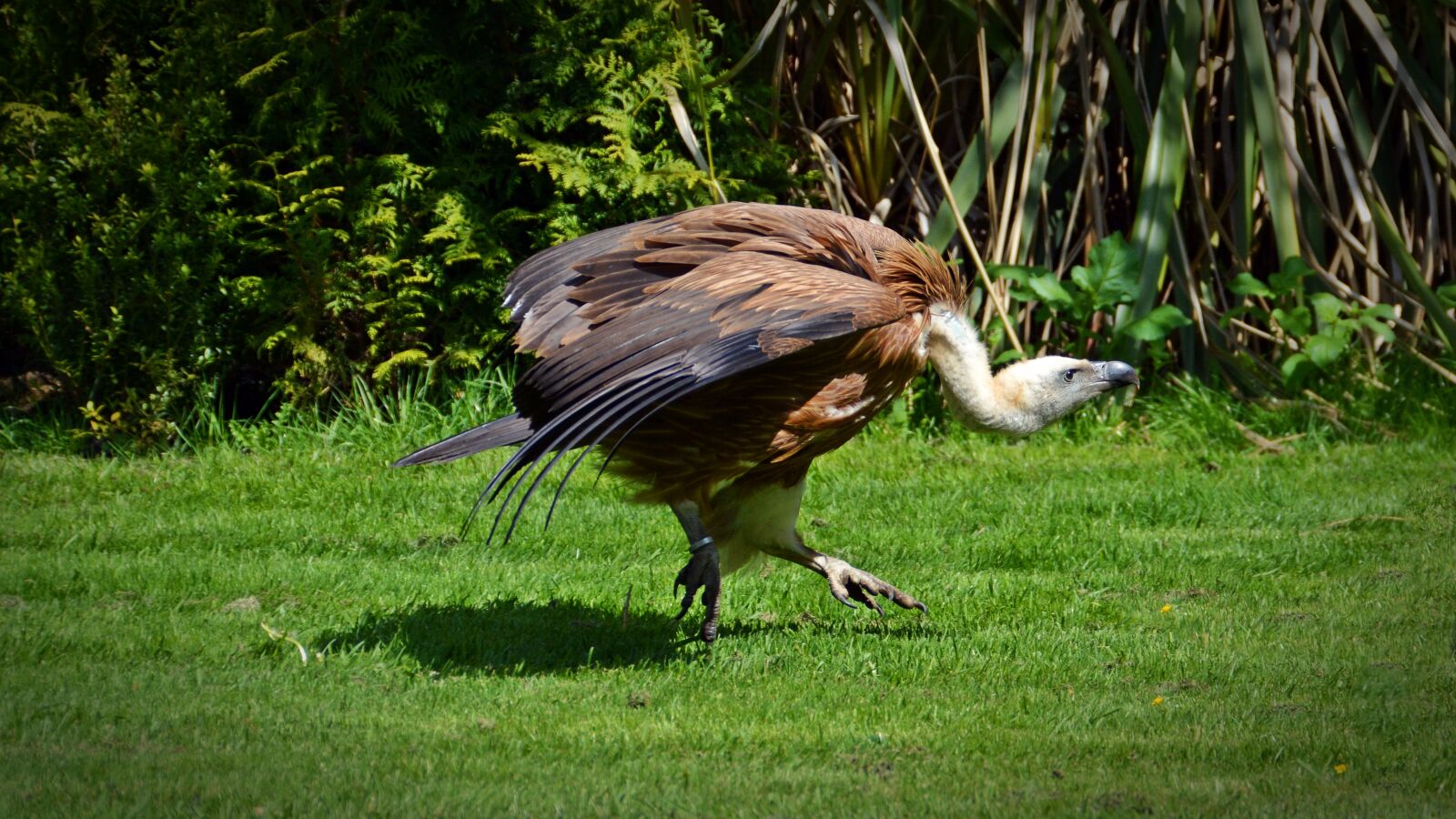 Nikon D5200 sample photo. Vulture, bird, scavengers photography