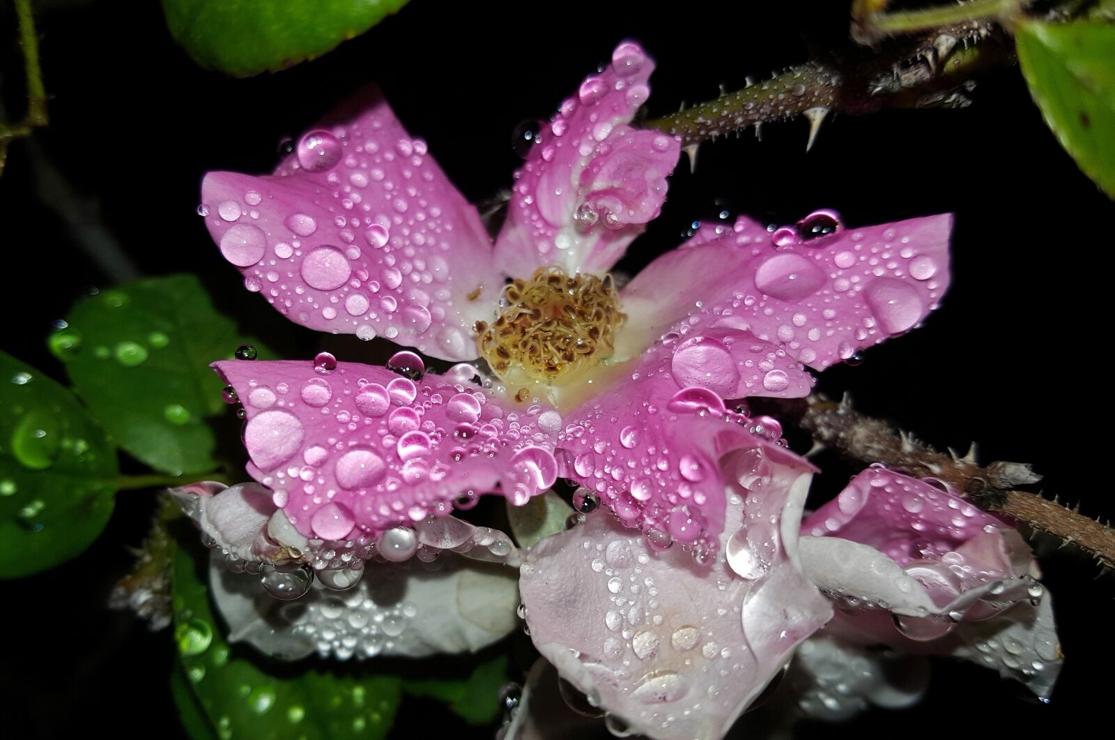Samsung Galaxy Note5 sample photo. Rose, wild rose, flower photography
