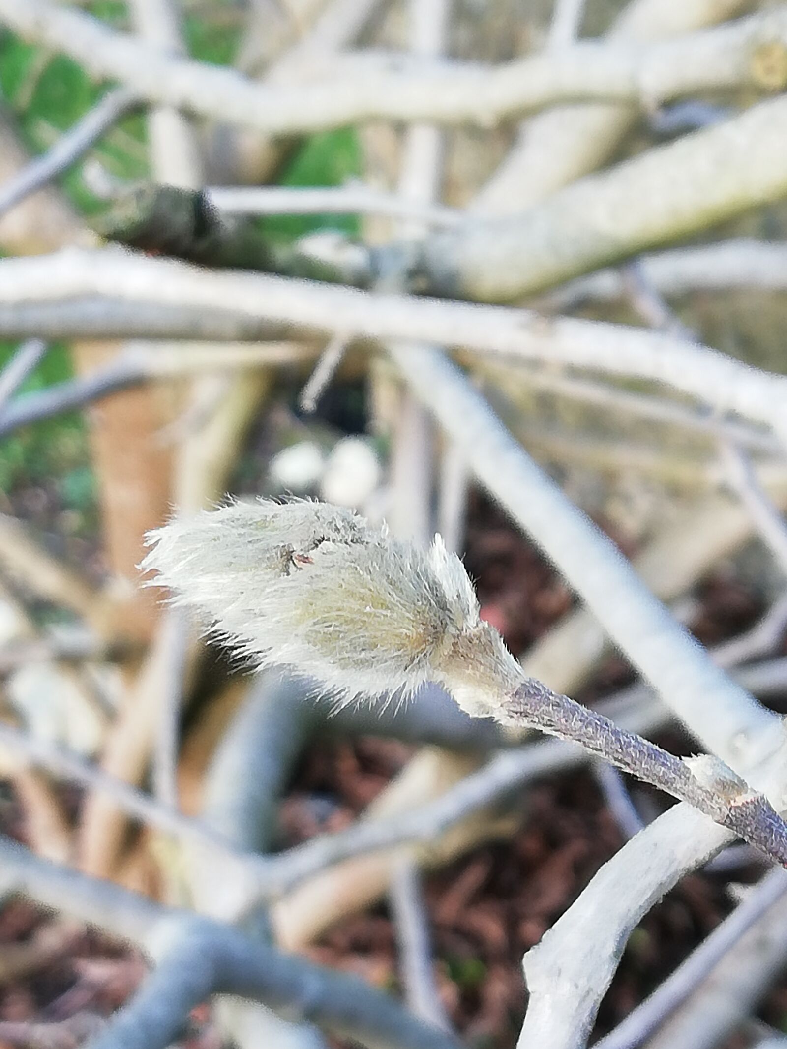 HUAWEI Mate 10 Lite sample photo. Spring, plant, nature photography