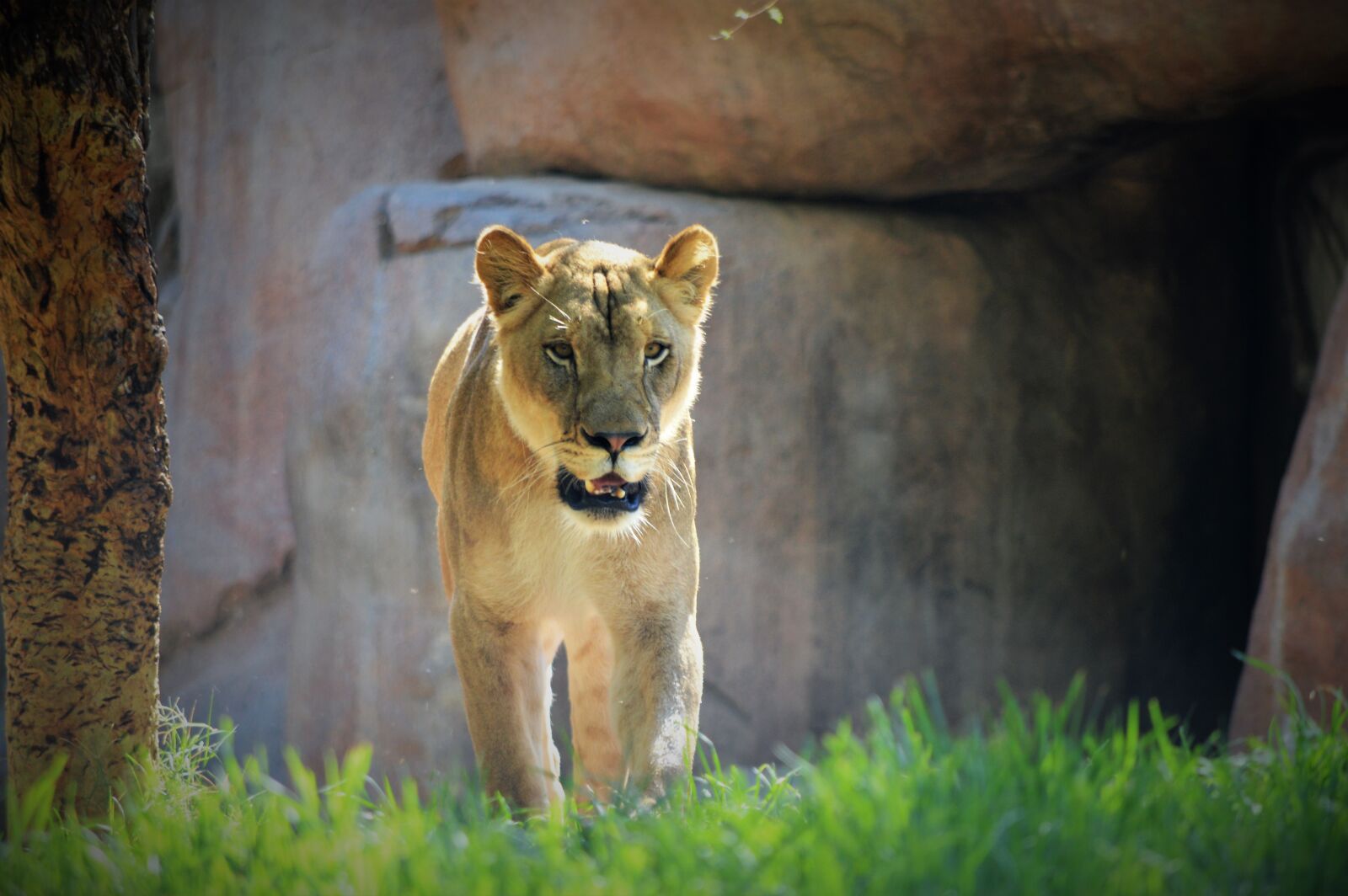 Nikon D3200 sample photo. Lioness, safari park, san photography