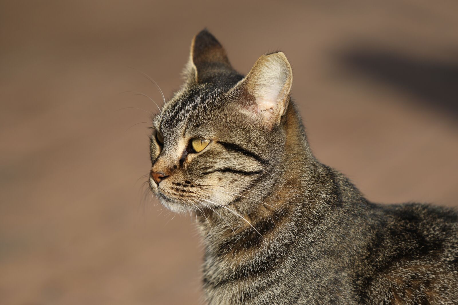 Canon EOS 7D Mark II sample photo. Cat, close up, portrait photography