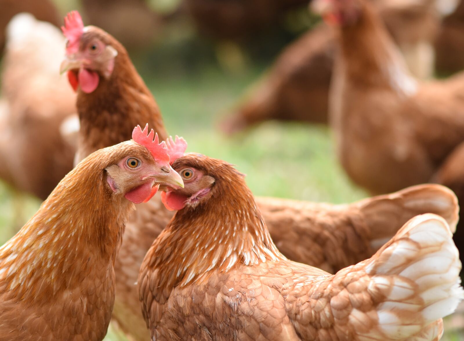 Nikon D7200 sample photo. Chickens, poultry, free running photography
