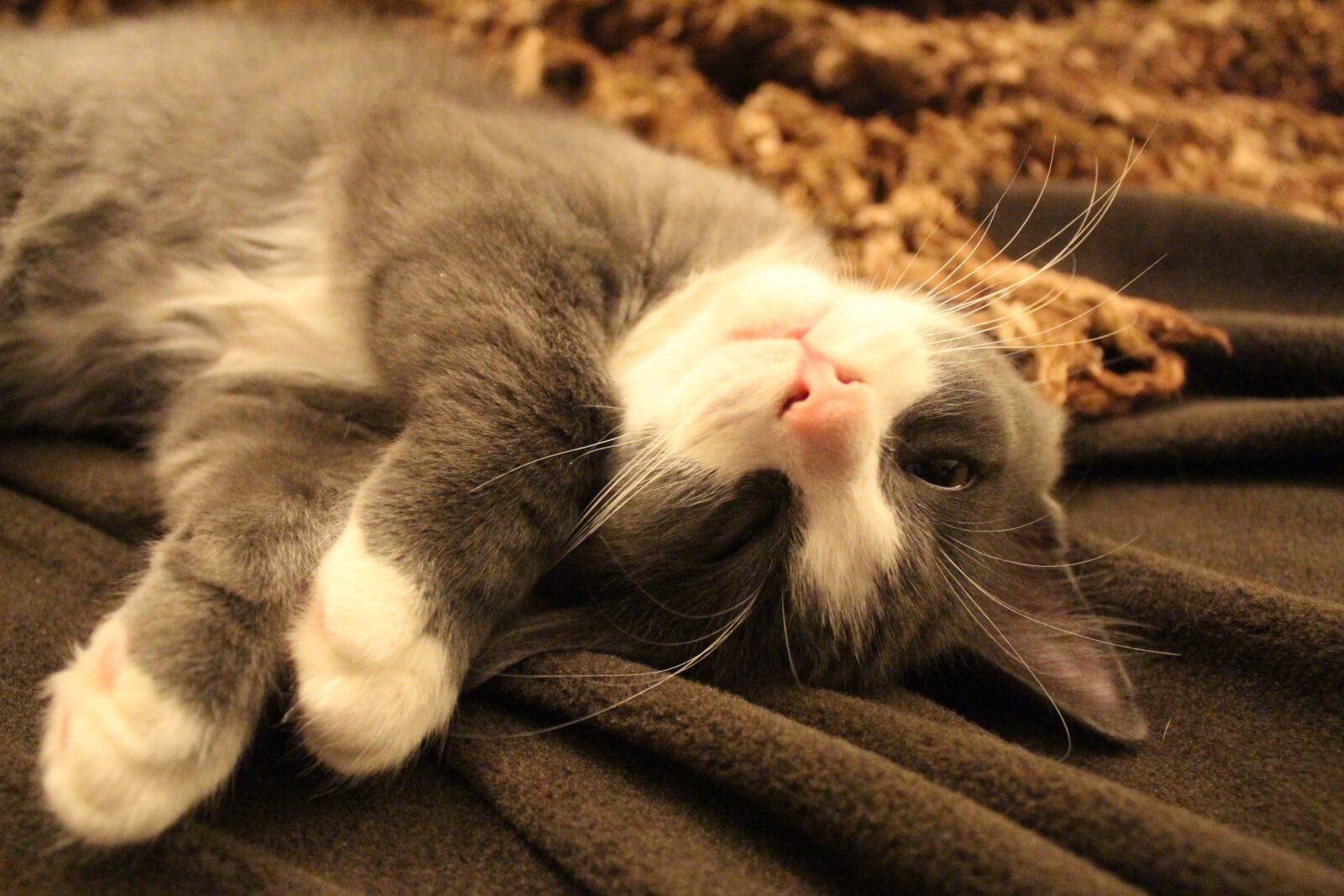 Canon EOS 650D (EOS Rebel T4i / EOS Kiss X6i) sample photo. Sleeping cat, rest, tired photography