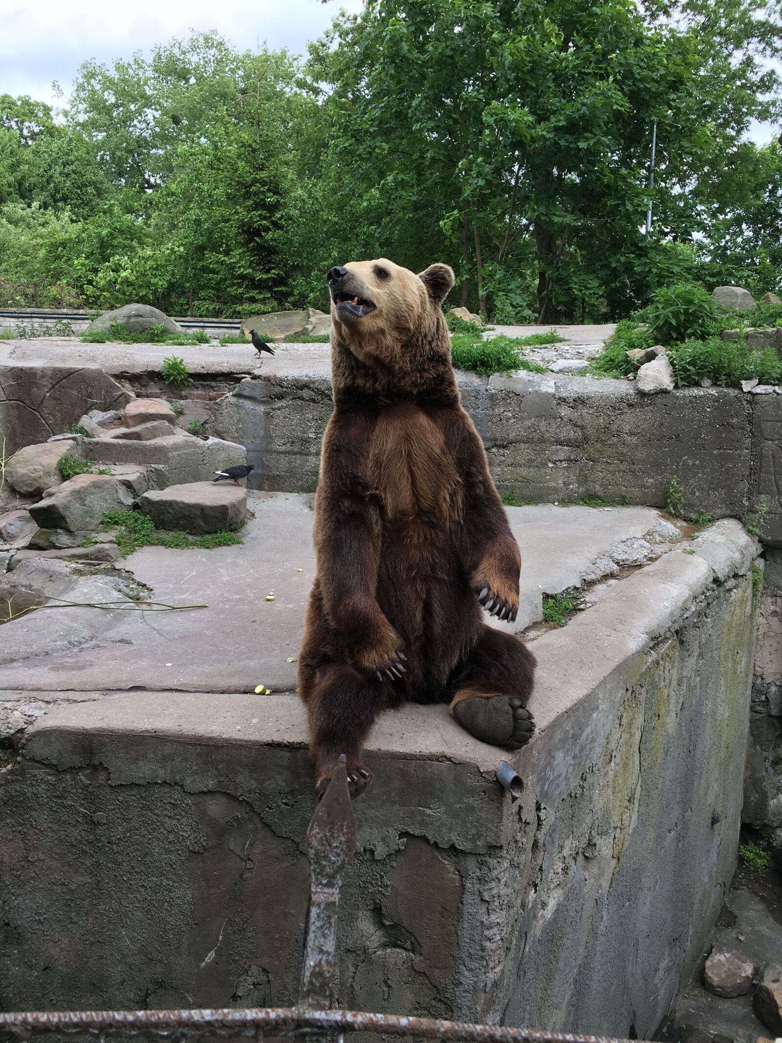 Apple iPhone 6s Plus sample photo. Zoo, bear, mammals photography