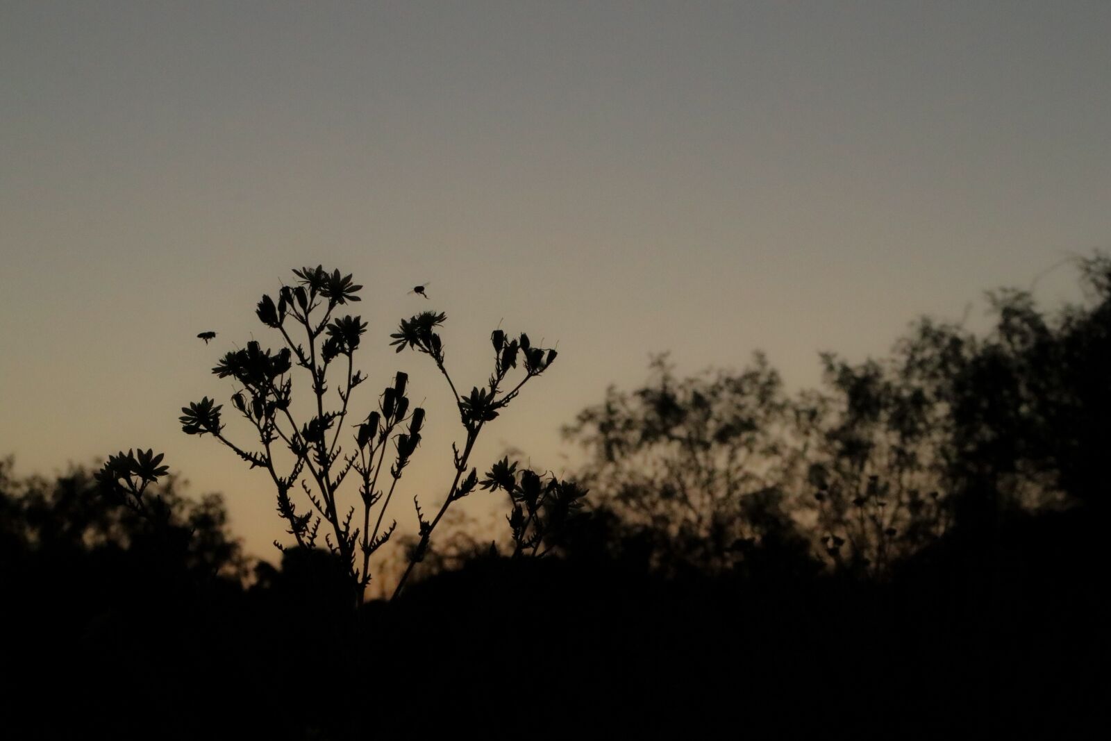 Canon EOS 80D sample photo. Bee, flower, sunset photography