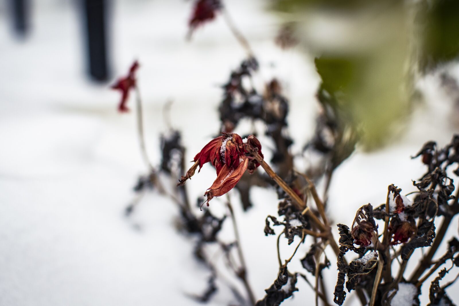 Nikon D5300 sample photo. Snow, winter, plants photography