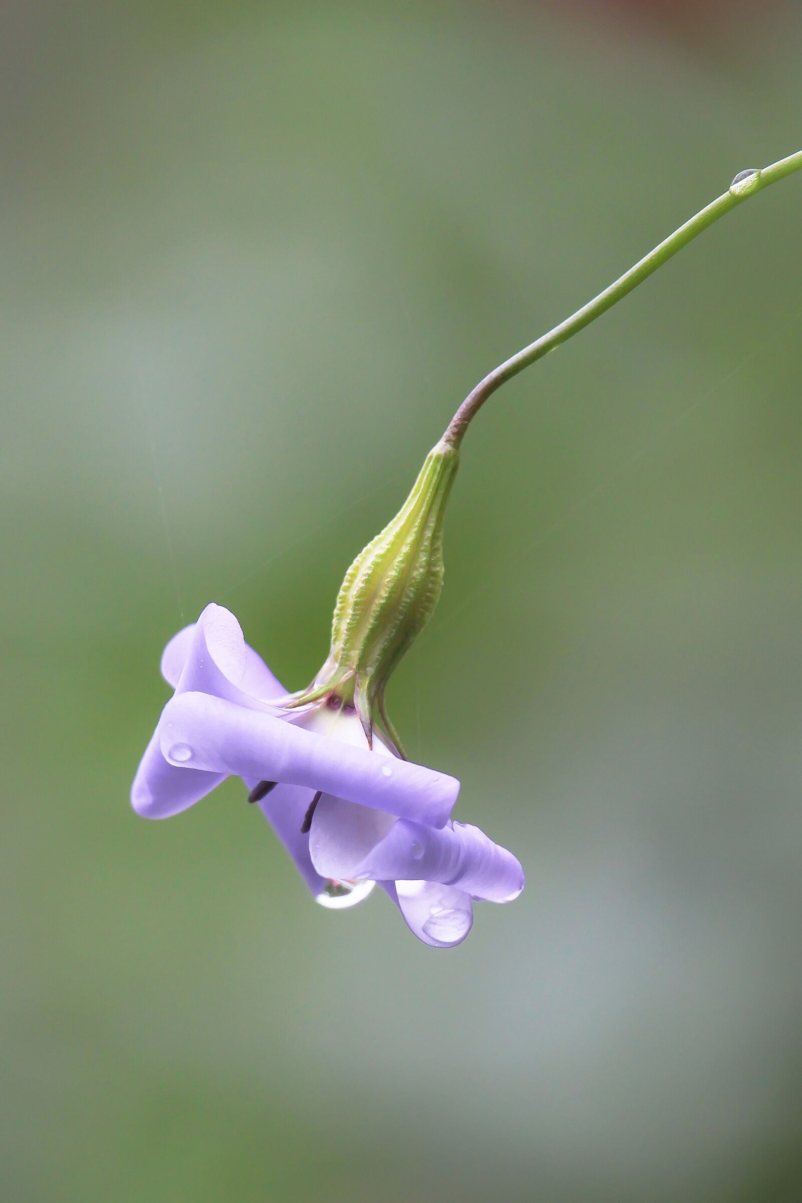 Canon EF-S 55-250mm F4-5.6 IS STM sample photo. Purple, flower, raindrops photography
