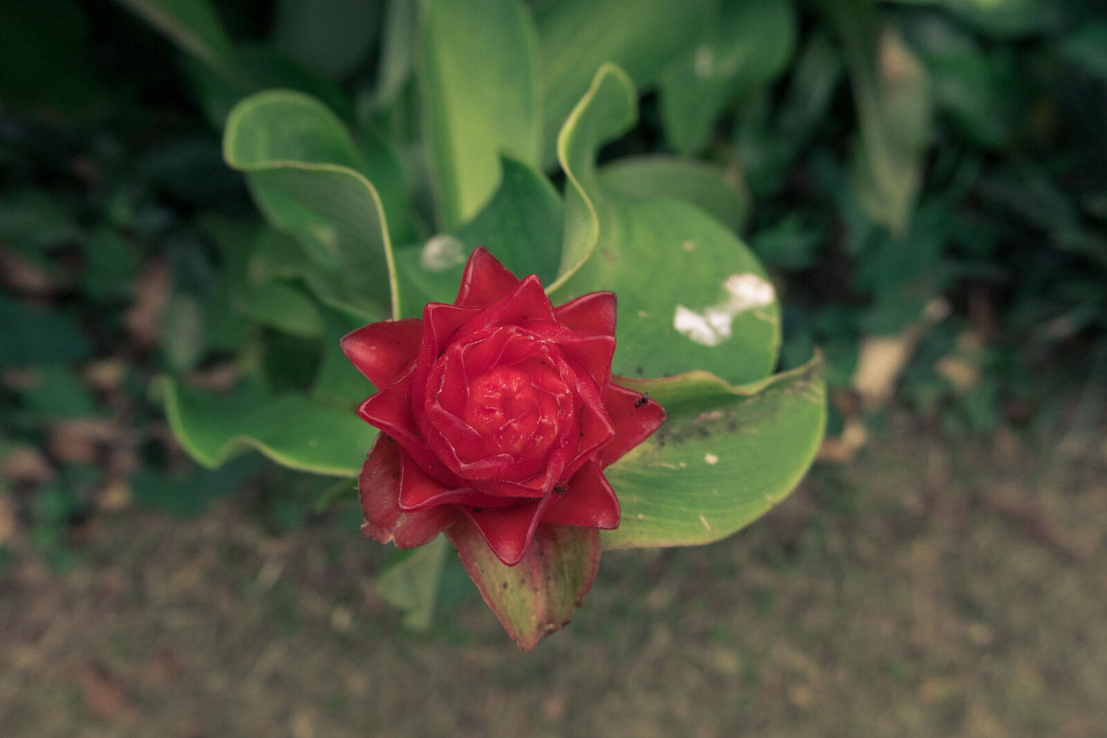 Canon PowerShot G3 X sample photo. Akreker, beautiful, bloom, blooming photography