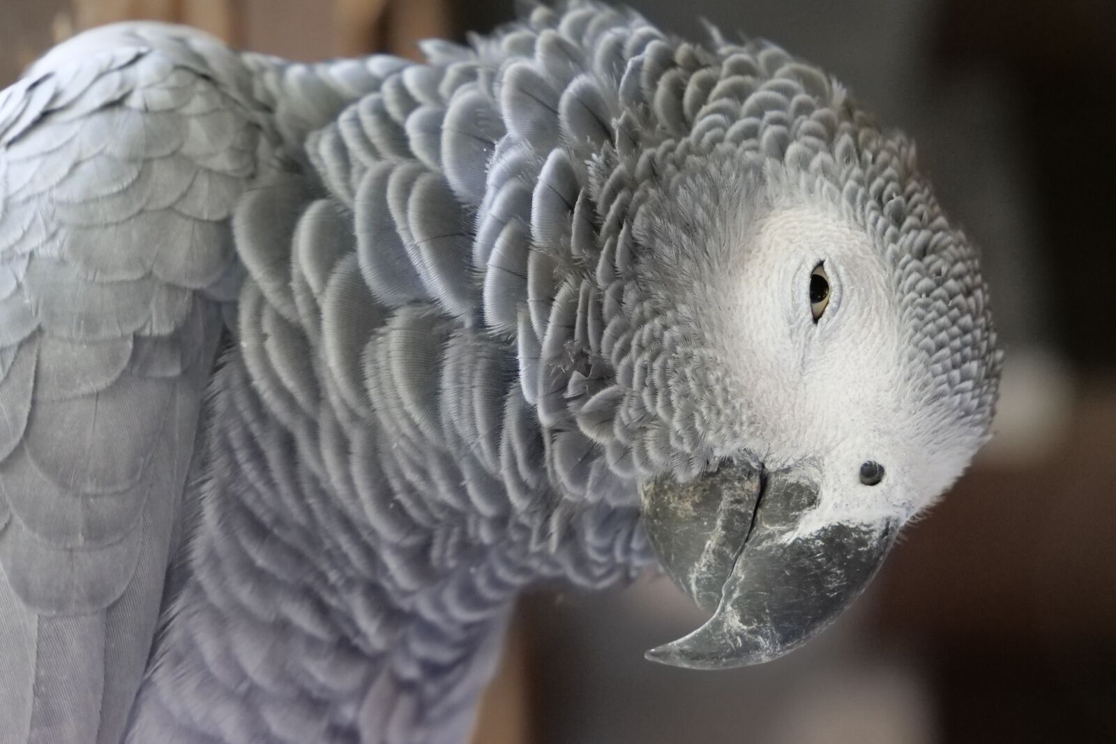 Panasonic Lumix DC-G9 sample photo. Animal world, birds, parrot photography