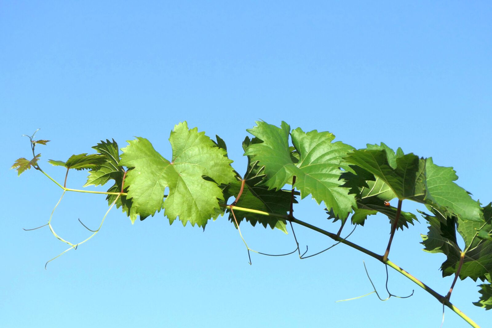 Panasonic Lumix DMC-FZ2500 (Lumix DMC-FZ2000) sample photo. Grapevine, sky, nature photography