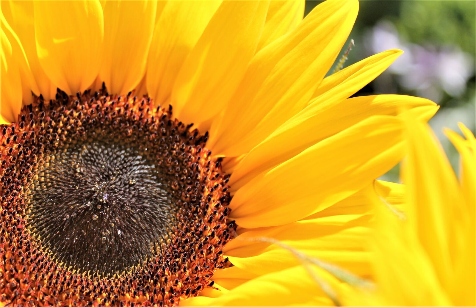 Canon EOS 1100D (EOS Rebel T3 / EOS Kiss X50) sample photo. Sunflower, yellow, blossom photography