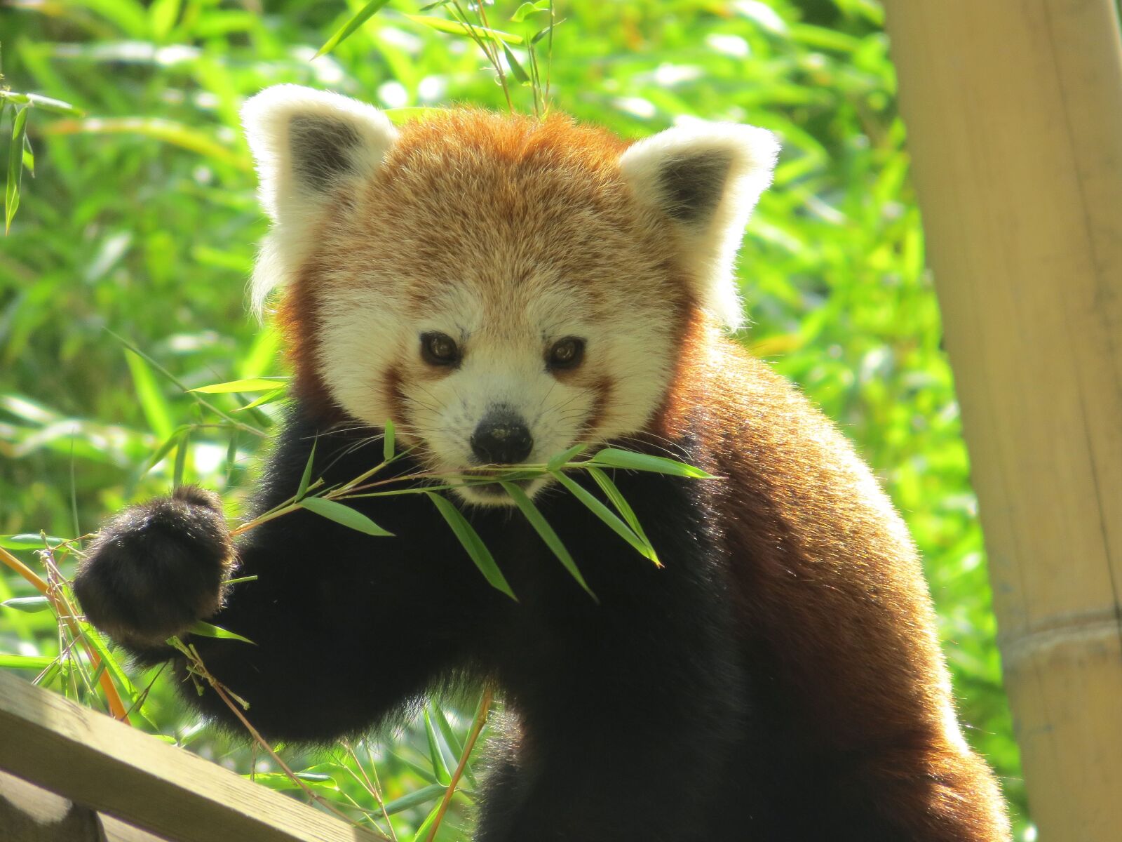 Canon PowerShot SX240 HS sample photo. Panda, roux, animal photography
