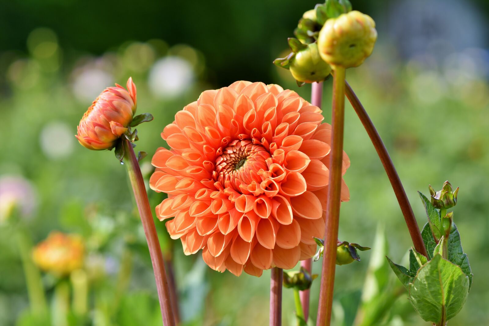Nikon D7200 sample photo. Dahlia, dahlias bud, flower photography