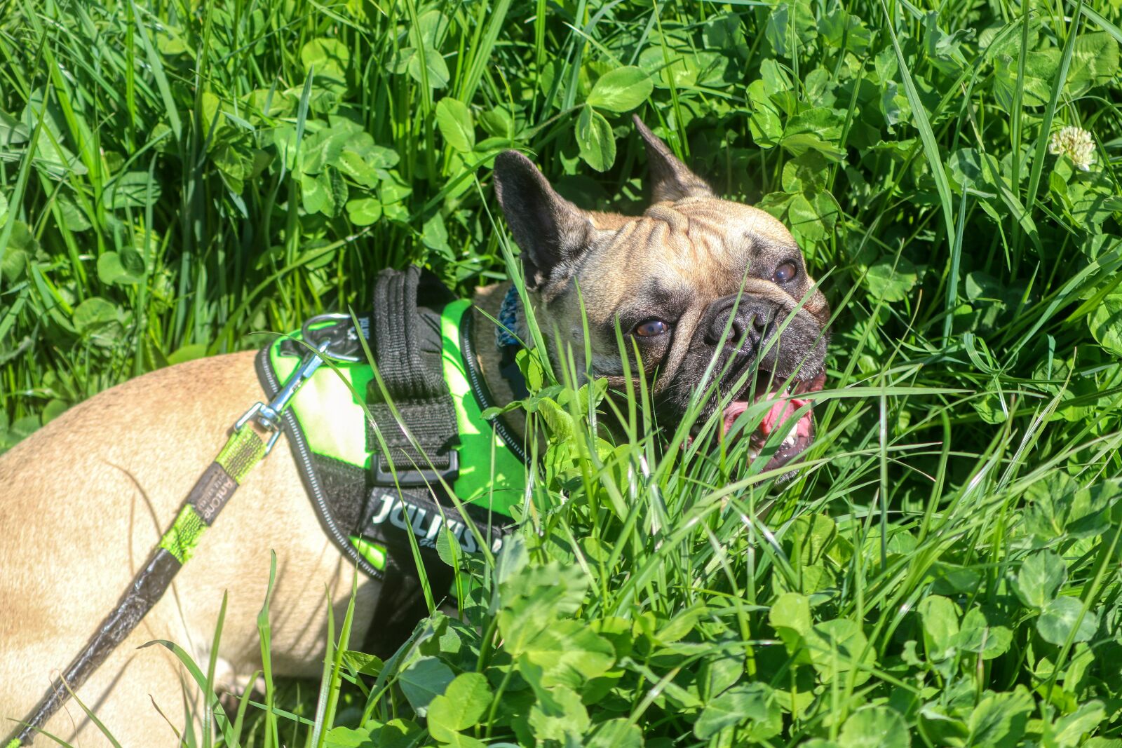 Canon EOS 80D sample photo. Dog, pet, cute photography