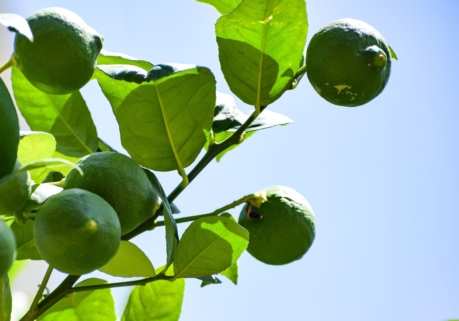 Nikon D3300 sample photo. Lemon, unripe, green photography