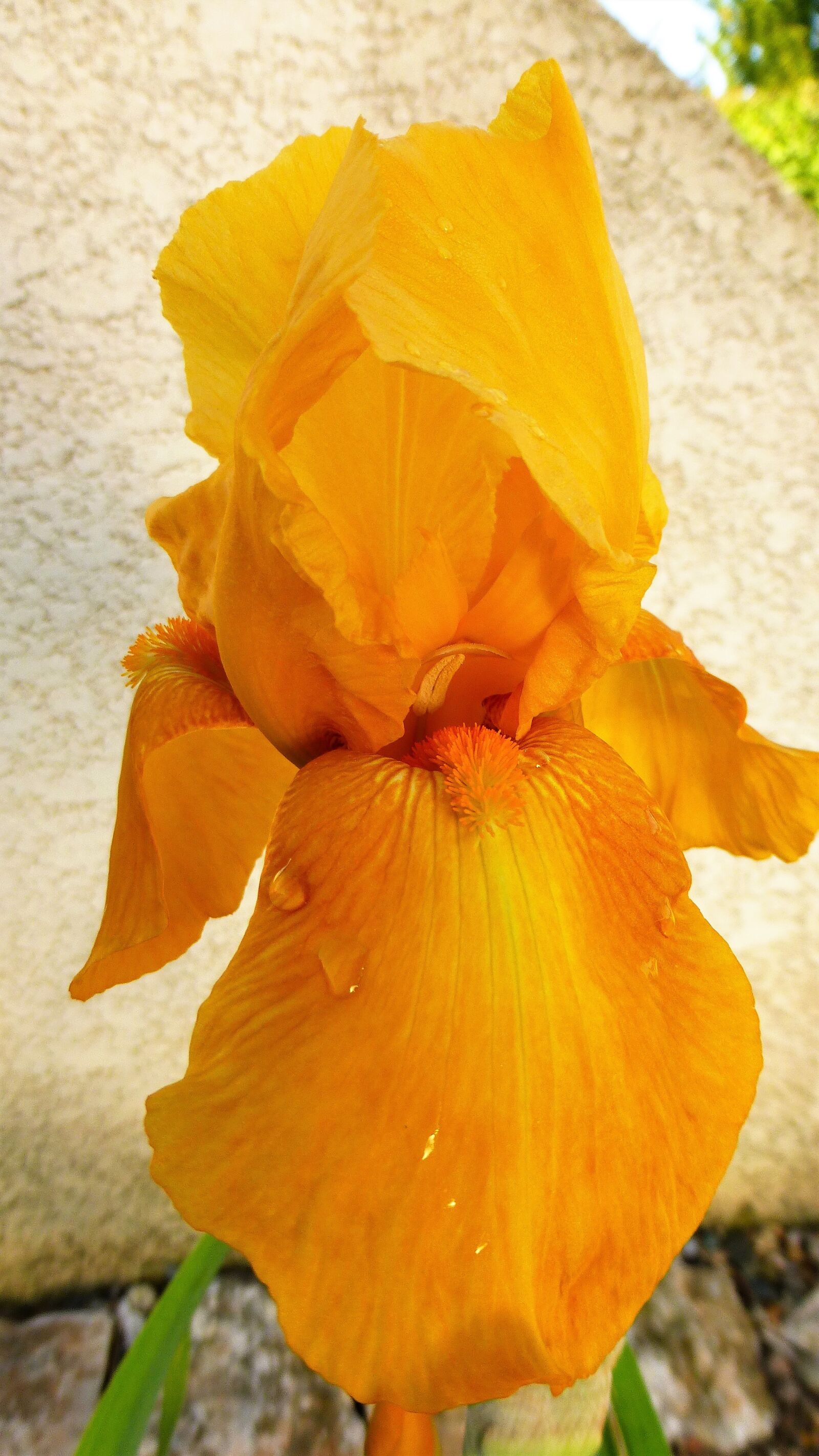 Panasonic Lumix DMC-ZS25 (Lumix DMC-TZ35) sample photo. Nature, flower, plant photography