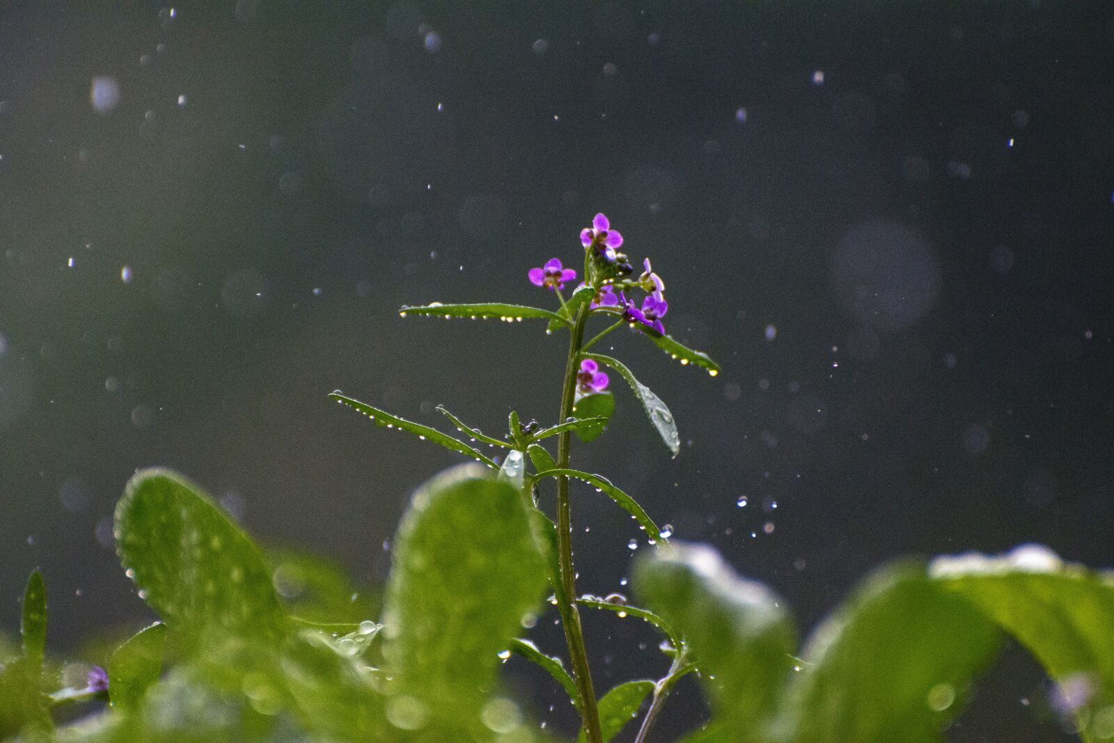Nikon D7100 sample photo. Rain, flower, raindrop photography