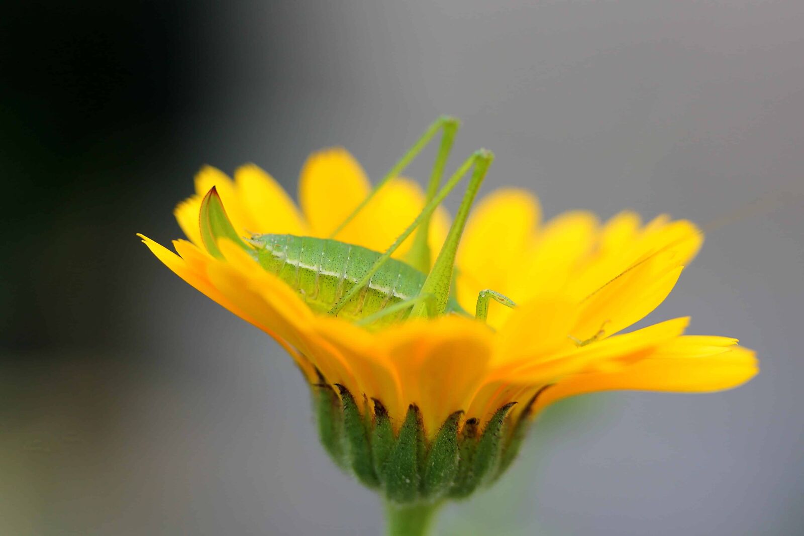 Canon EOS 1100D (EOS Rebel T3 / EOS Kiss X50) sample photo. Flora, insect, leaf, nature photography